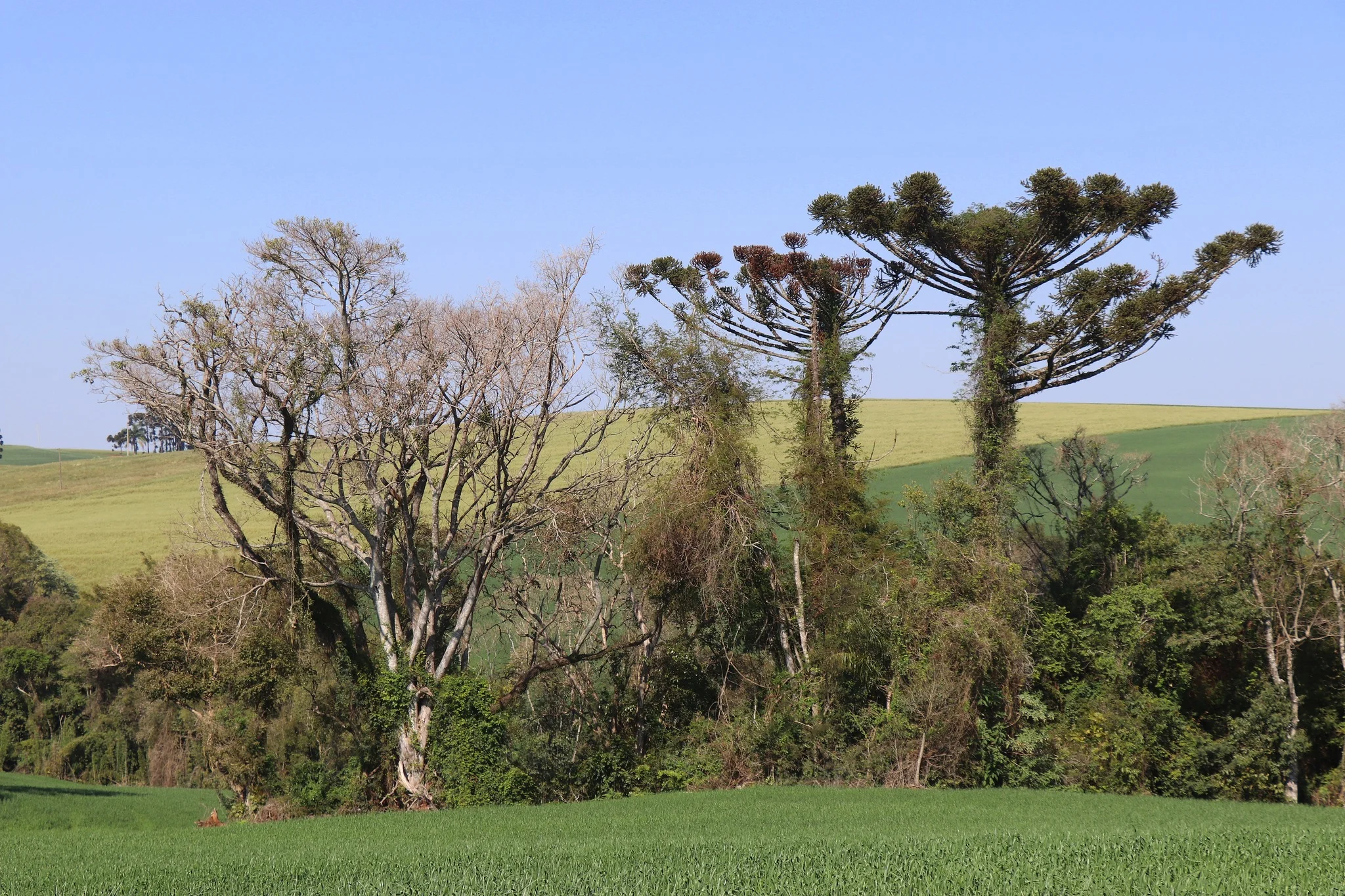 Foto do album Almirante Tamandaré do Sul