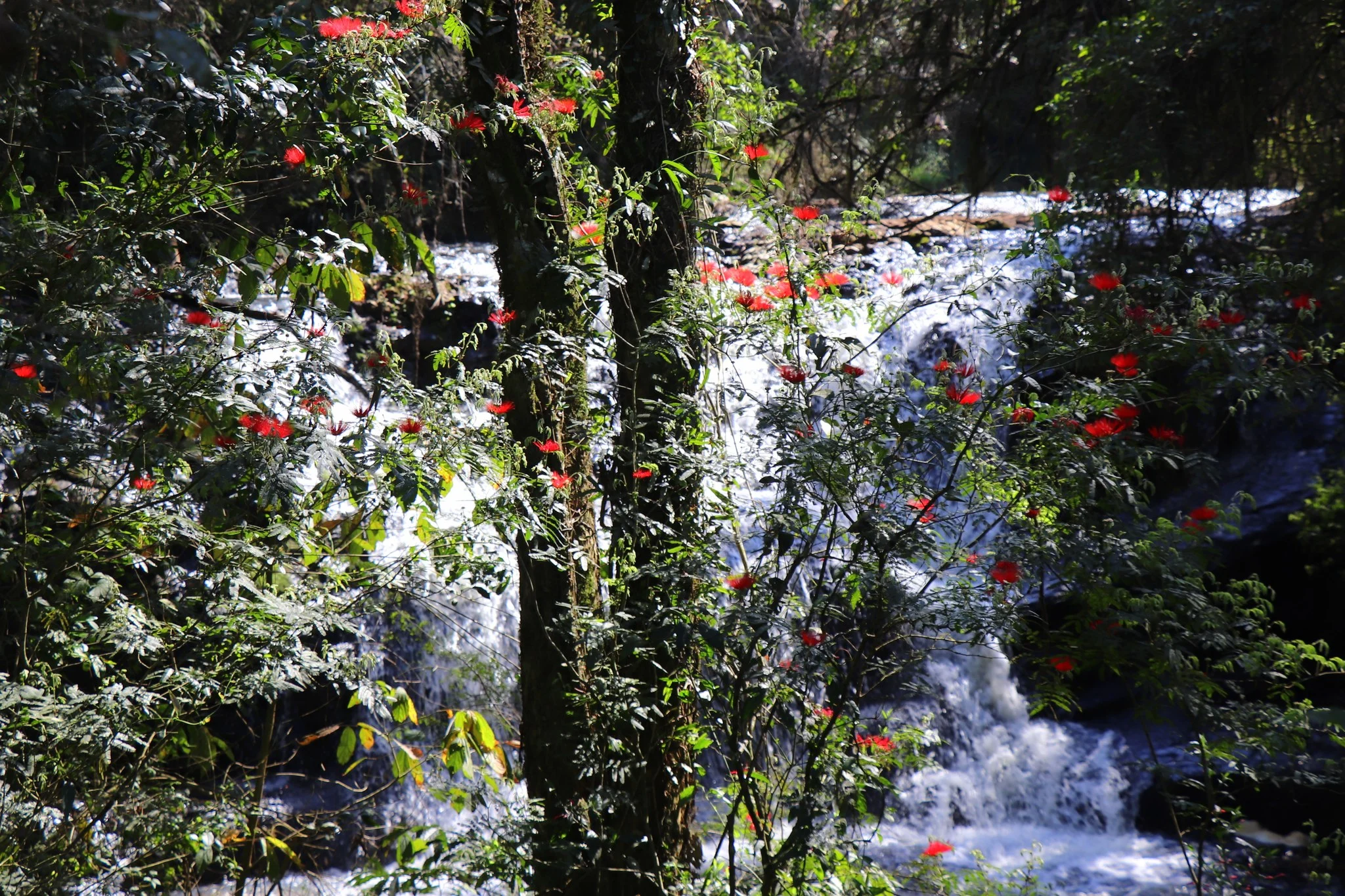 Foto do album Almirante Tamandaré do Sul