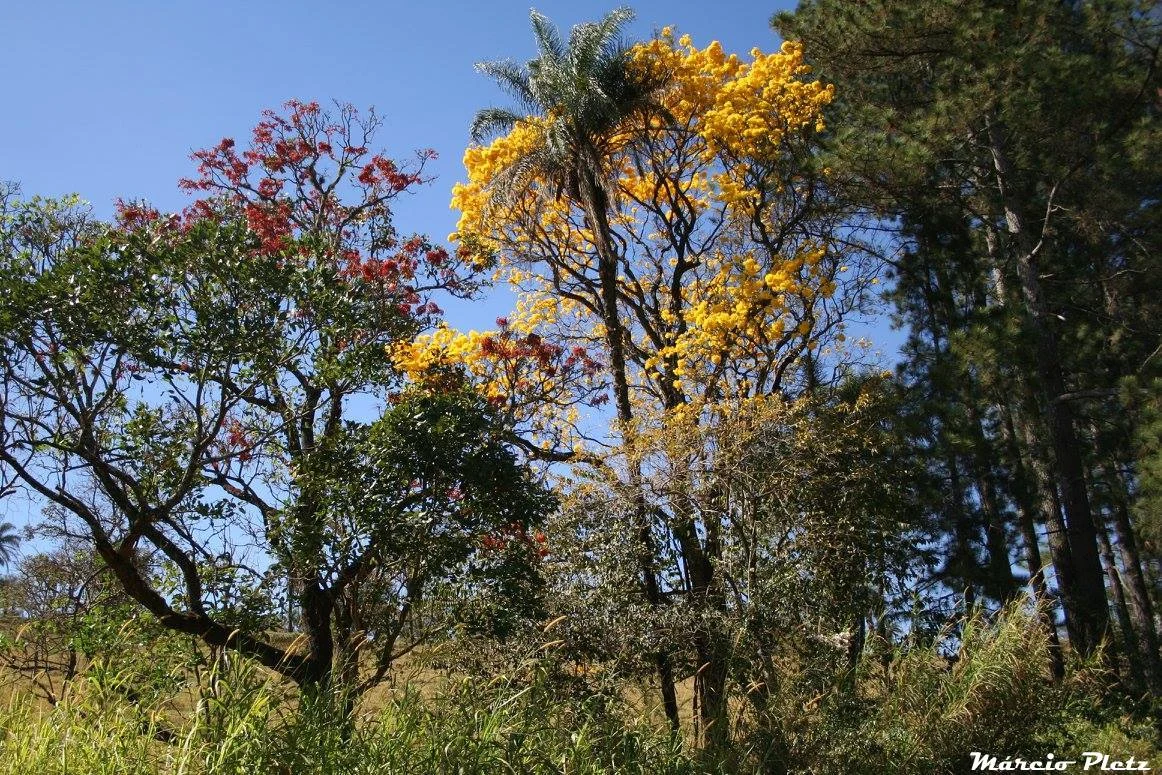 As árvores floridas enfeitam a já bela Araxá