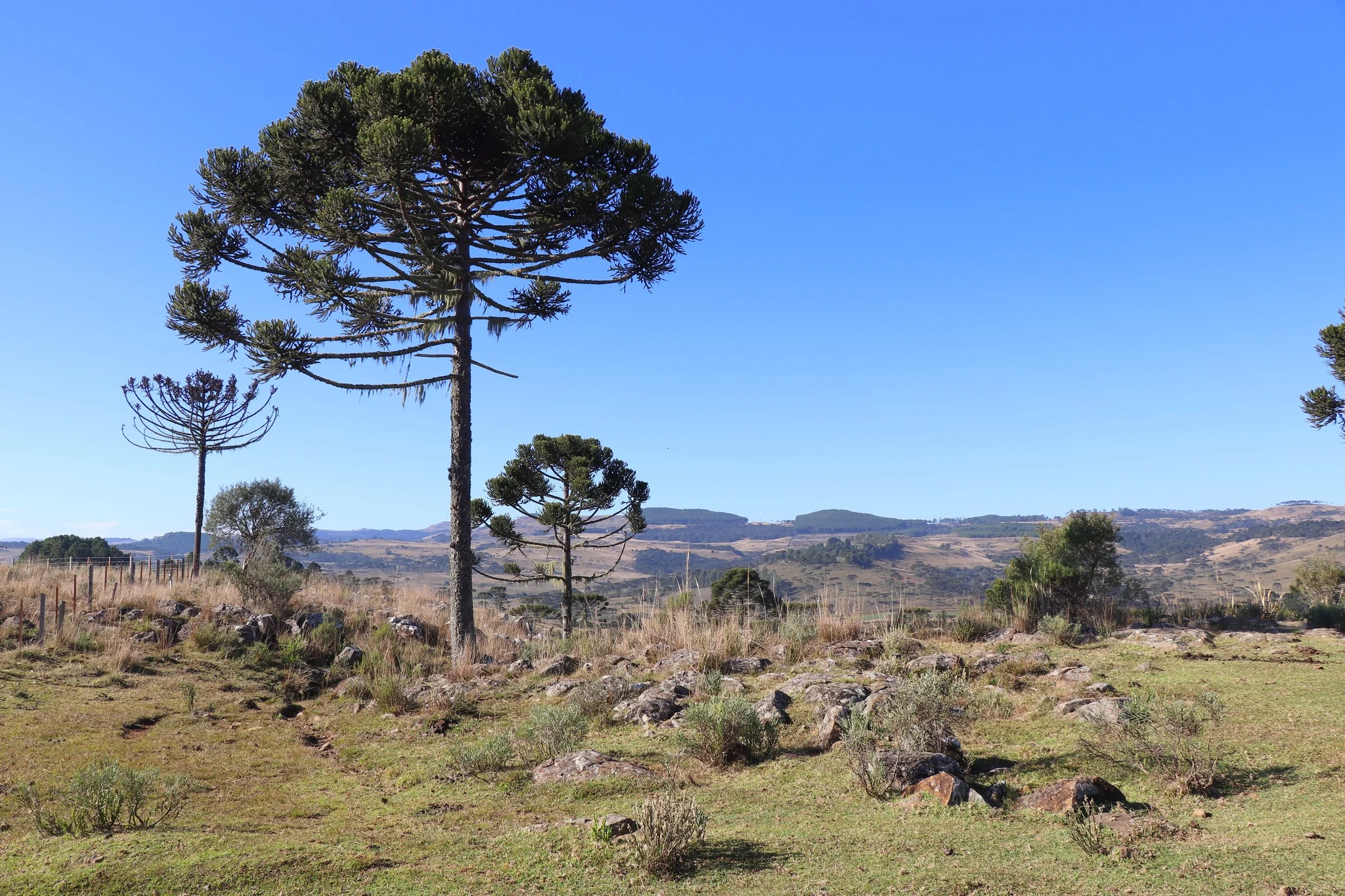 Foto do album Bom Jardim da Serra
