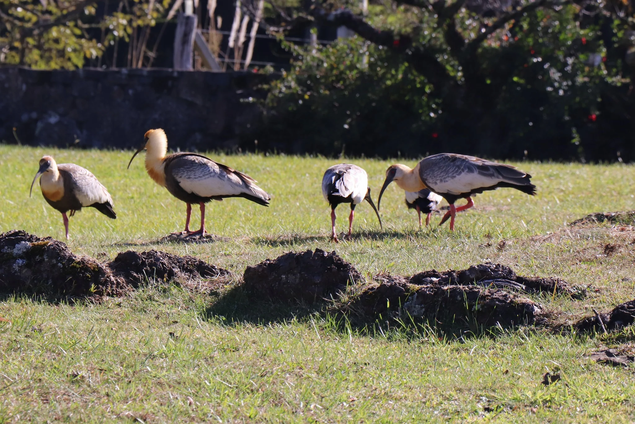 Foto do album Bom Jardim da Serra