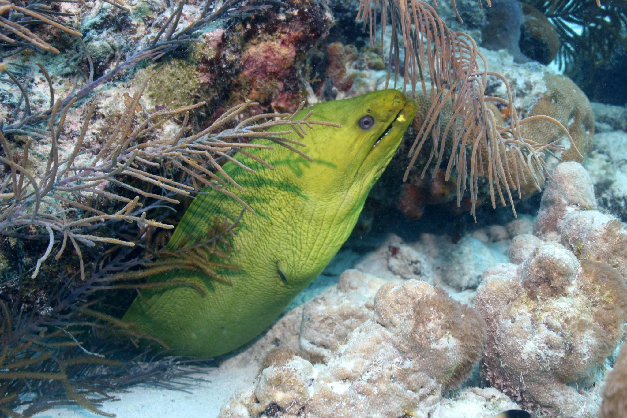 Foto do album Bonaire Subaquático