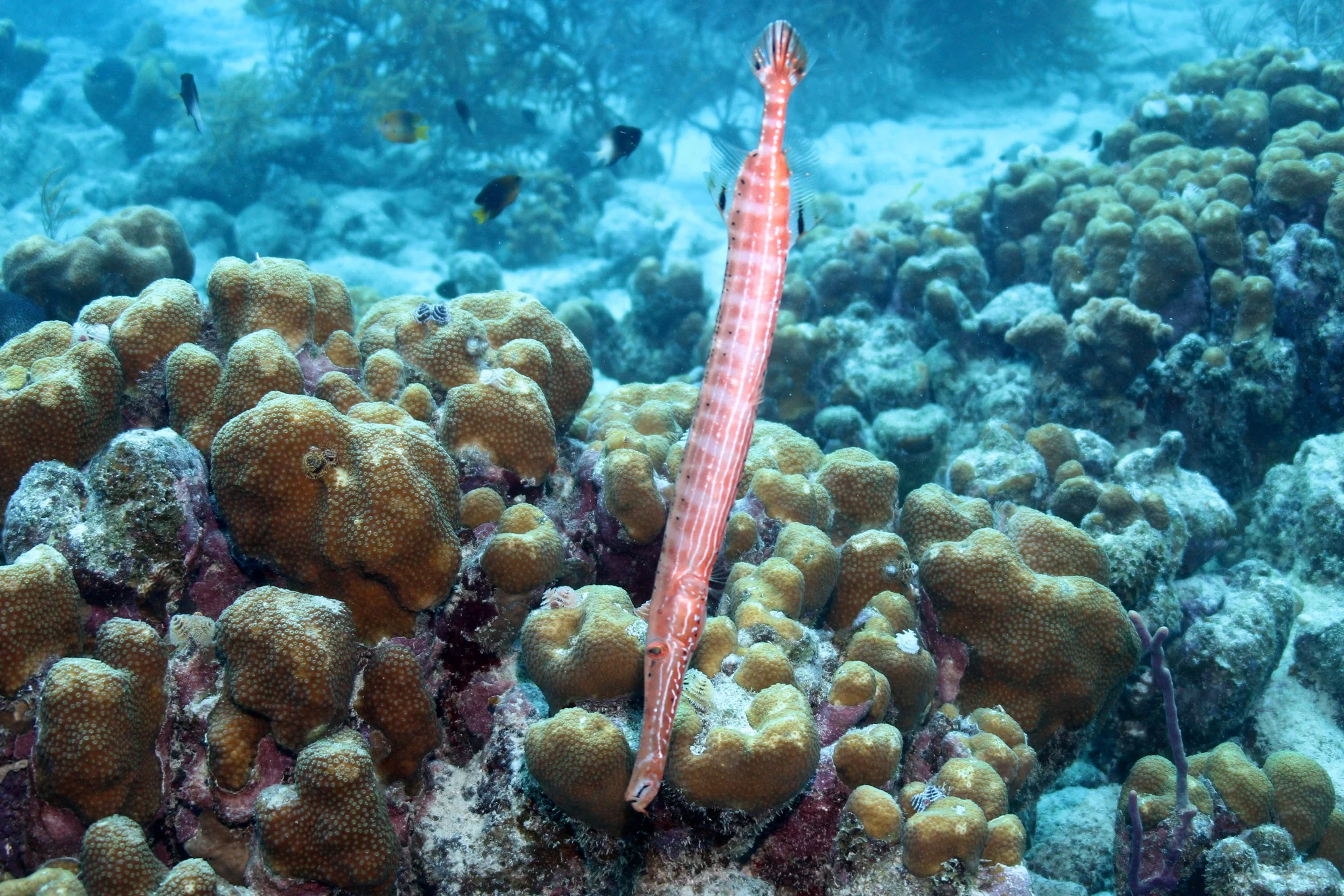 Foto do album Bonaire Subaquático