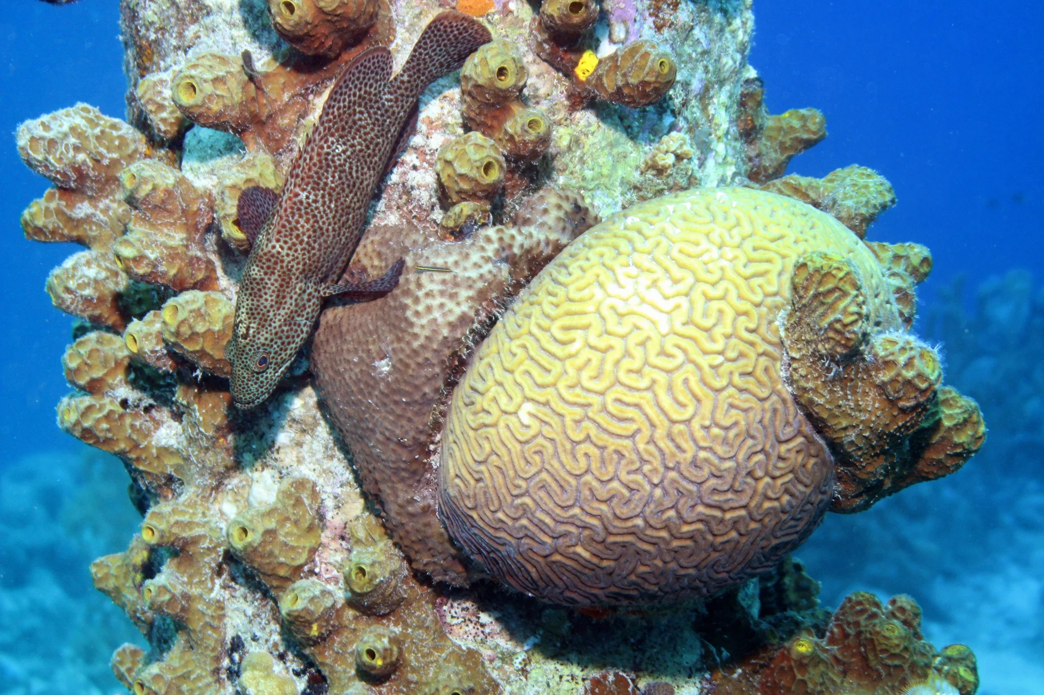 Foto do album Bonaire Subaquático
