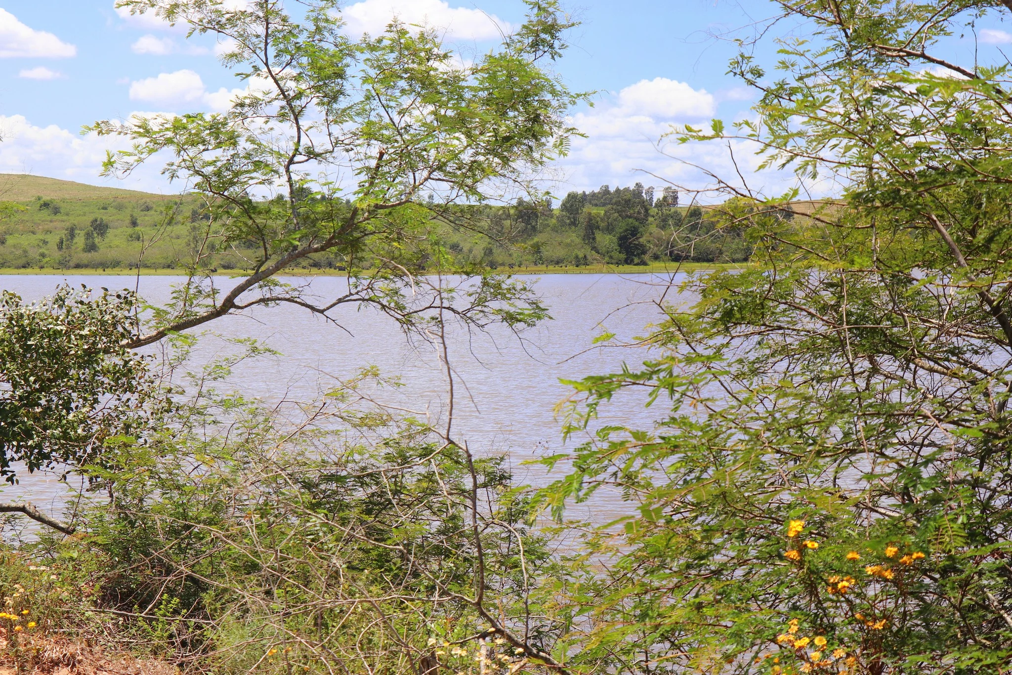 Foto do album Butiá