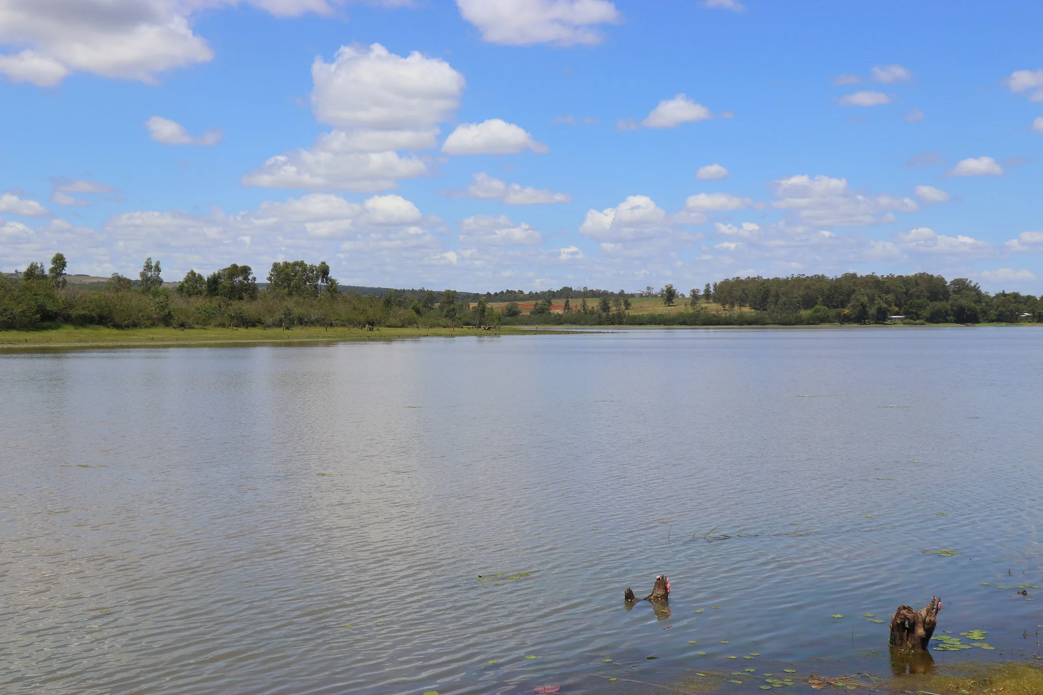 Foto do album Butiá