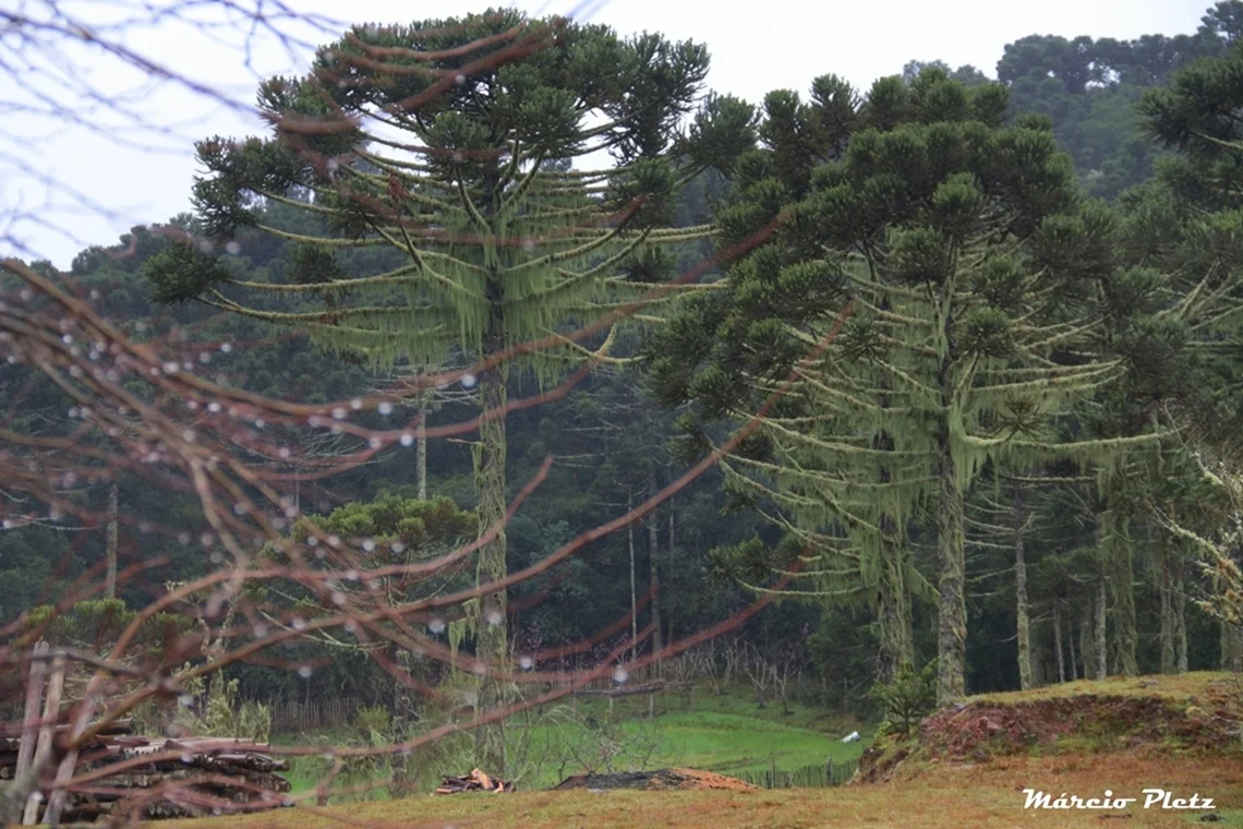 Foto do album Cambará do Sul