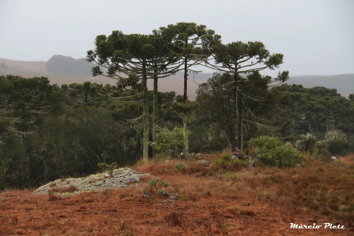 Foto do album Cambará do Sul