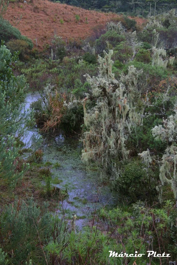 Foto do album Cambará do Sul