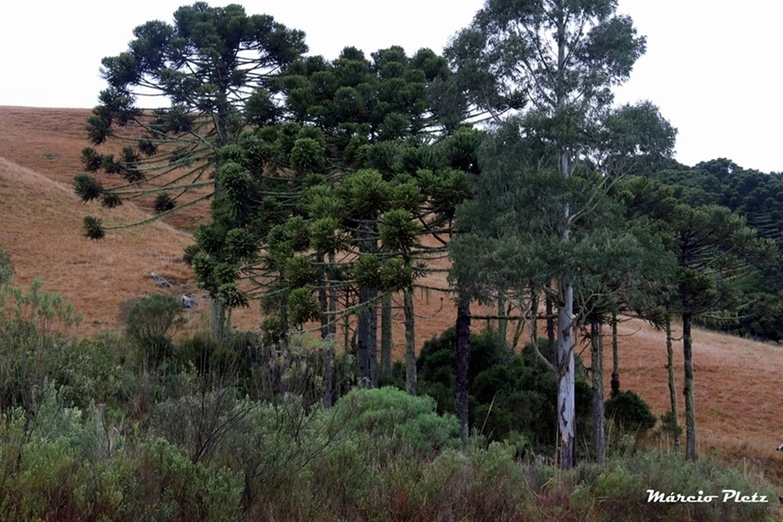 Foto do album Cambará do Sul