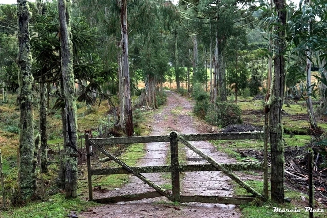 Foto do album Cambará do Sul