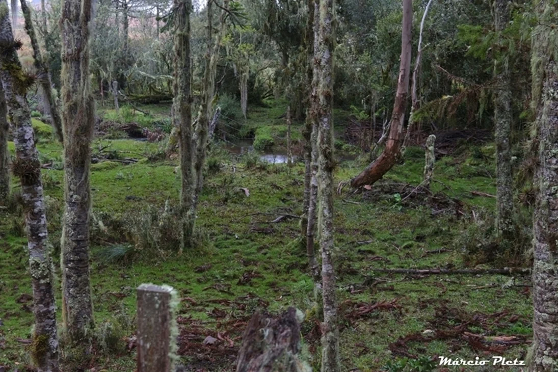 Foto do album Cambará do Sul