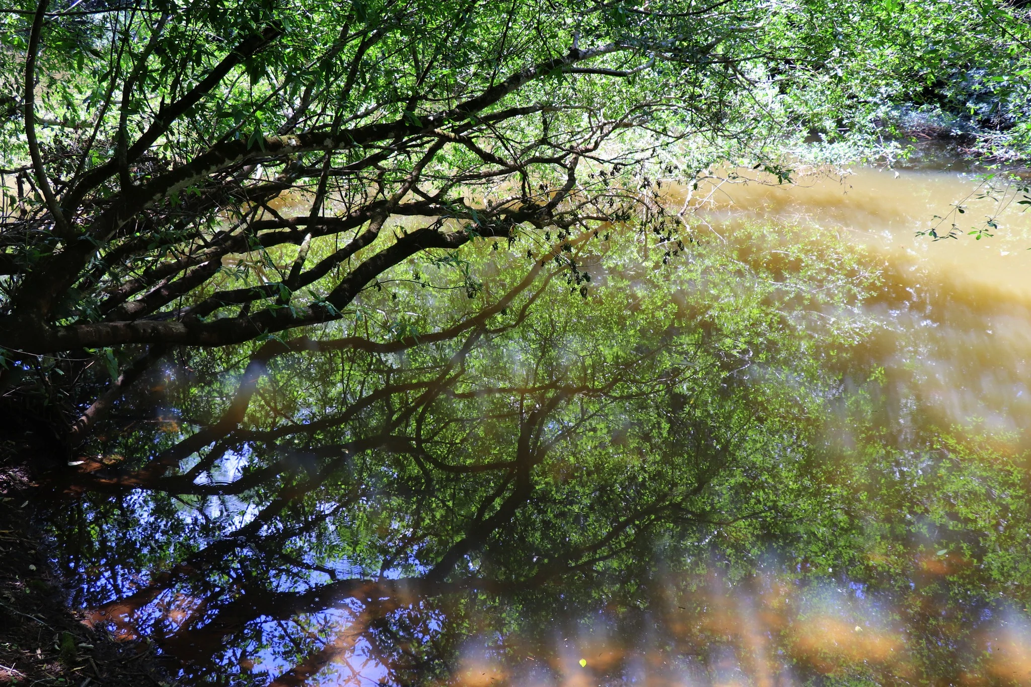 Foto do album Cristal do Sul