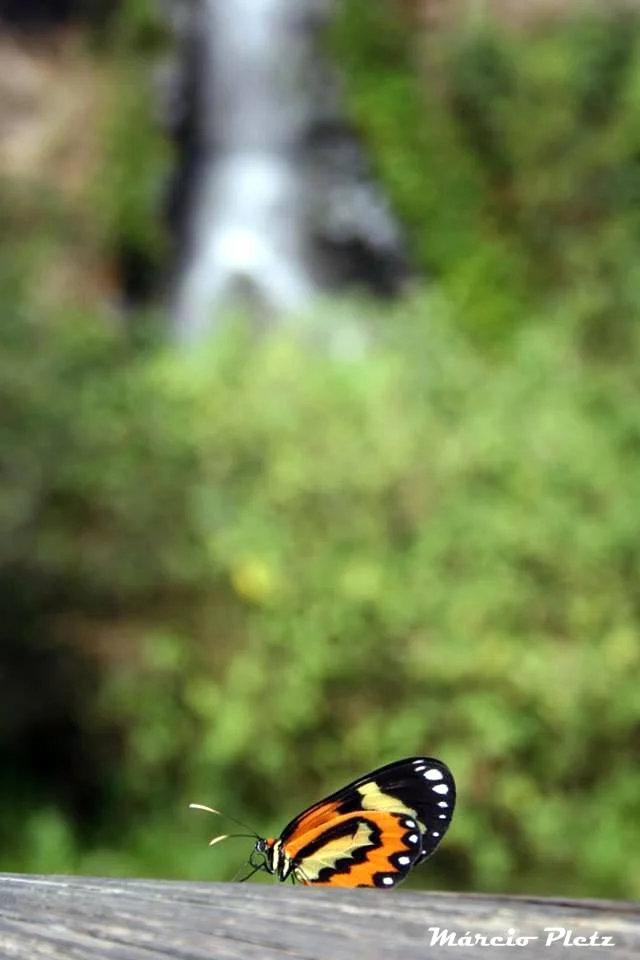 Parque Tanguá
