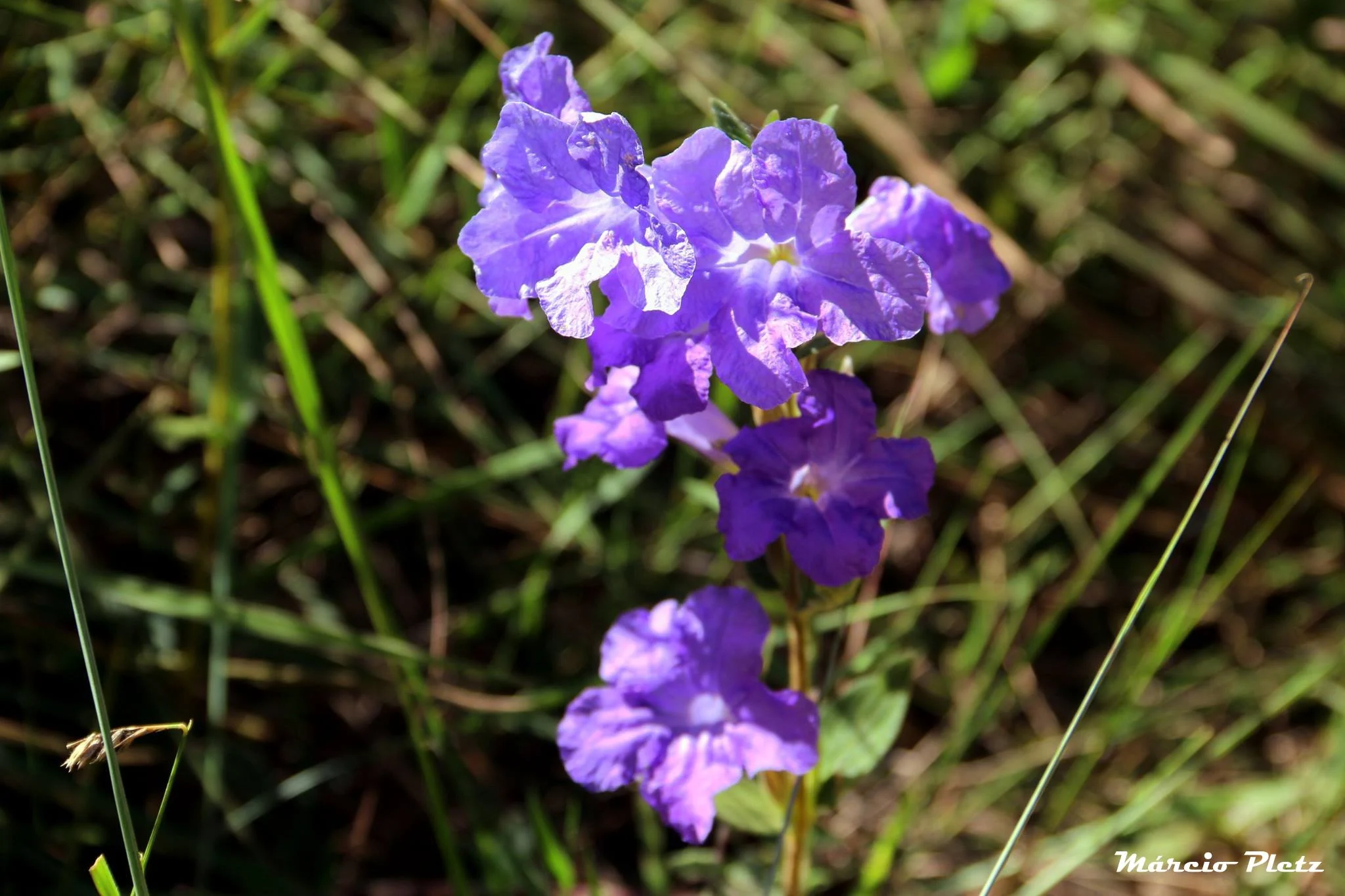 Foto do album Distrito Federal - Natureza