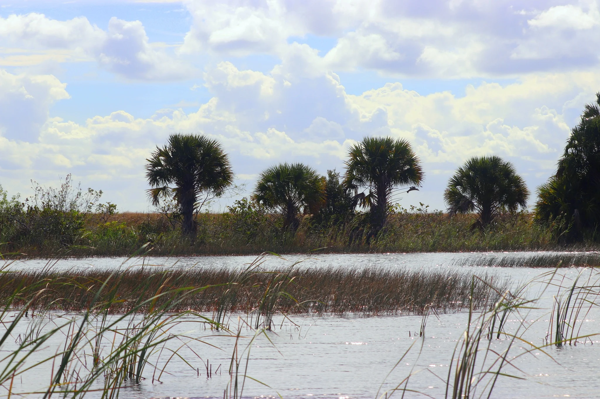 Foto do album Everglades
