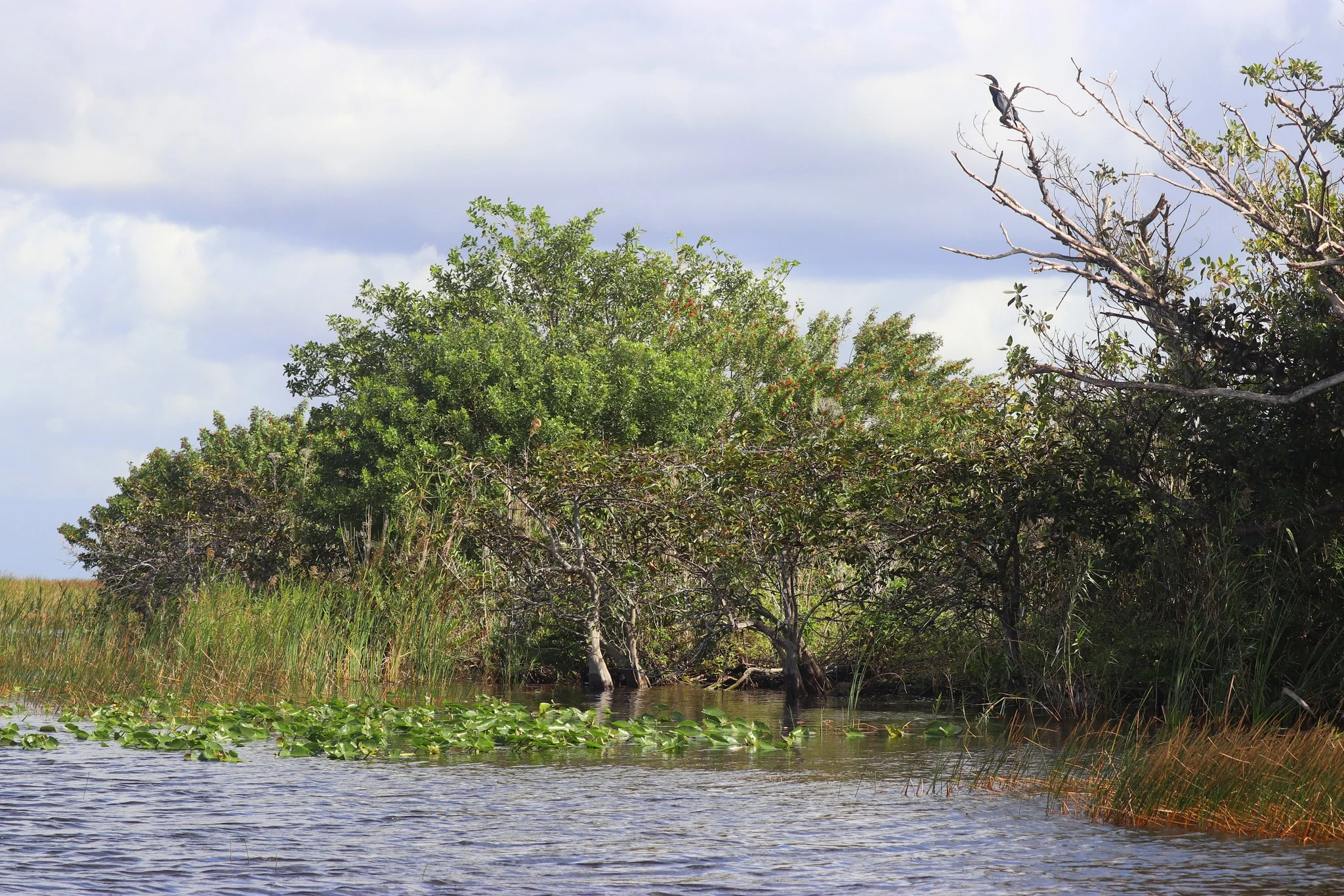 Foto do album Everglades