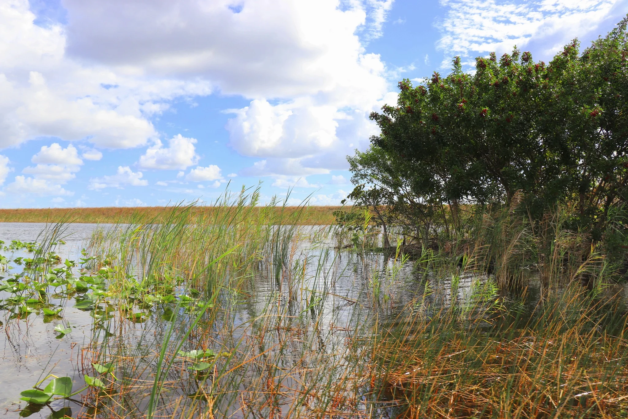 Foto do album Everglades
