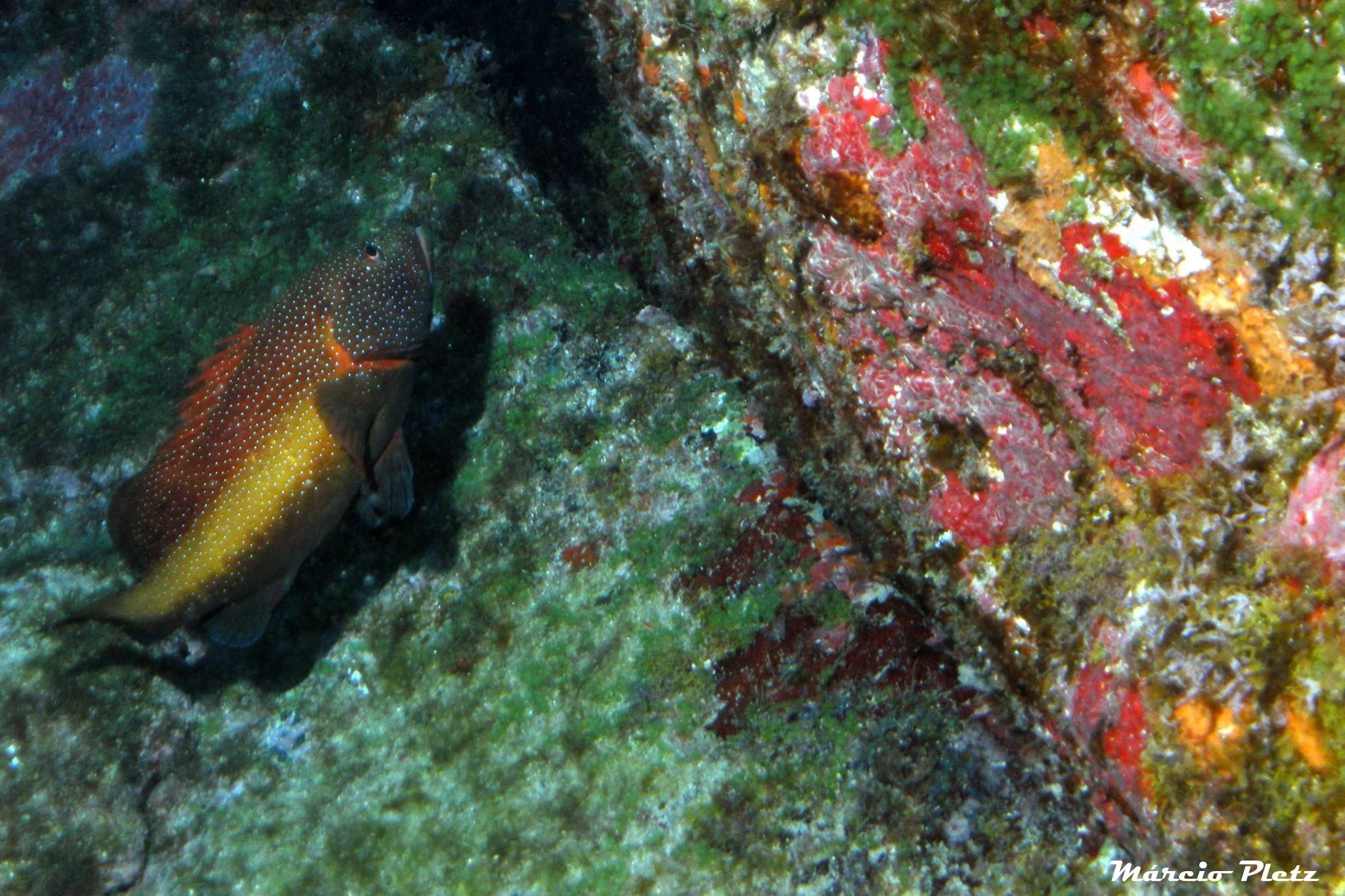 Foto do album Fernando de Noronha Subaquático