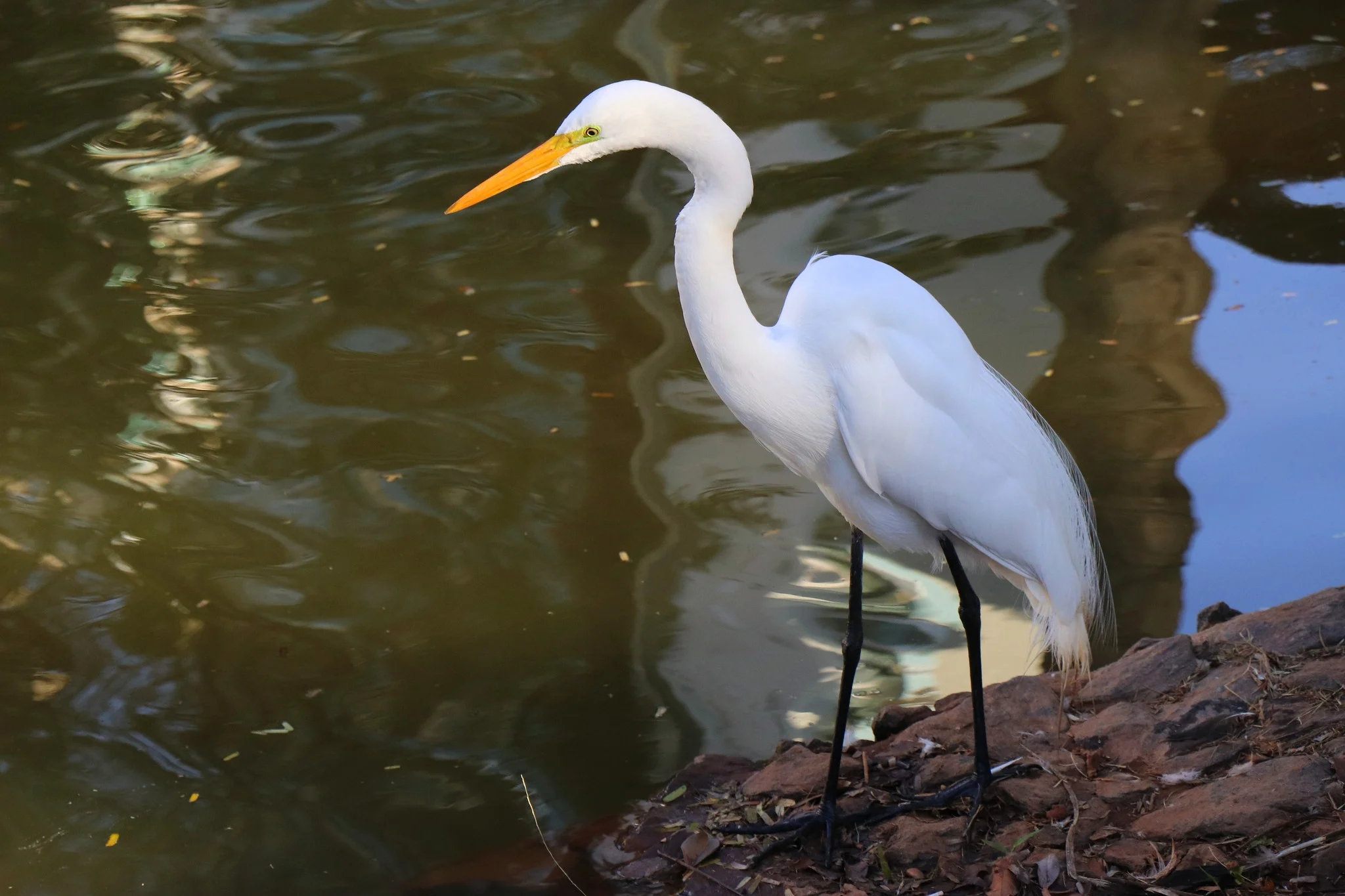 A natureza é exuberante em Goiânia