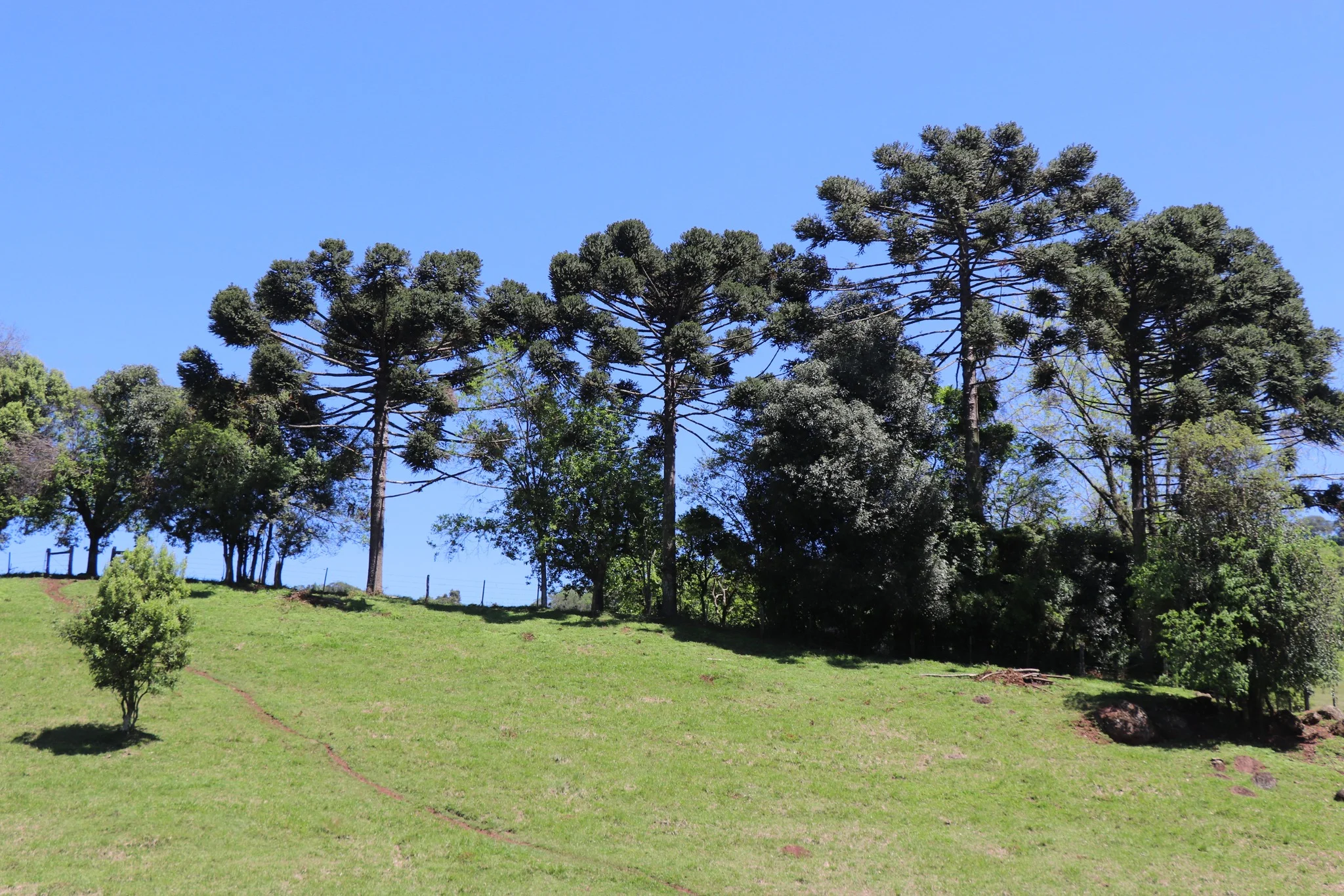 Foto do album Guabiju