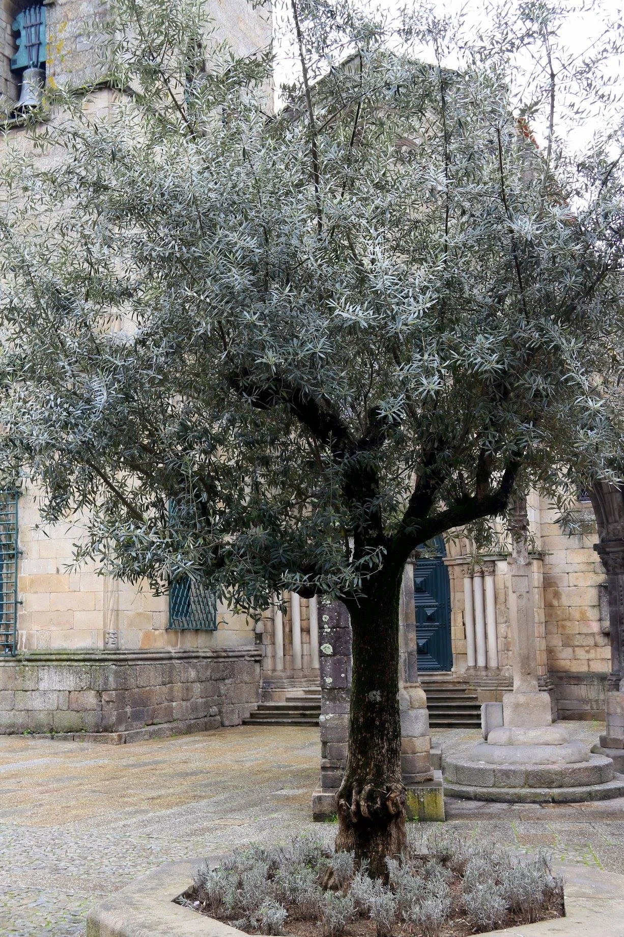 A Oliveira