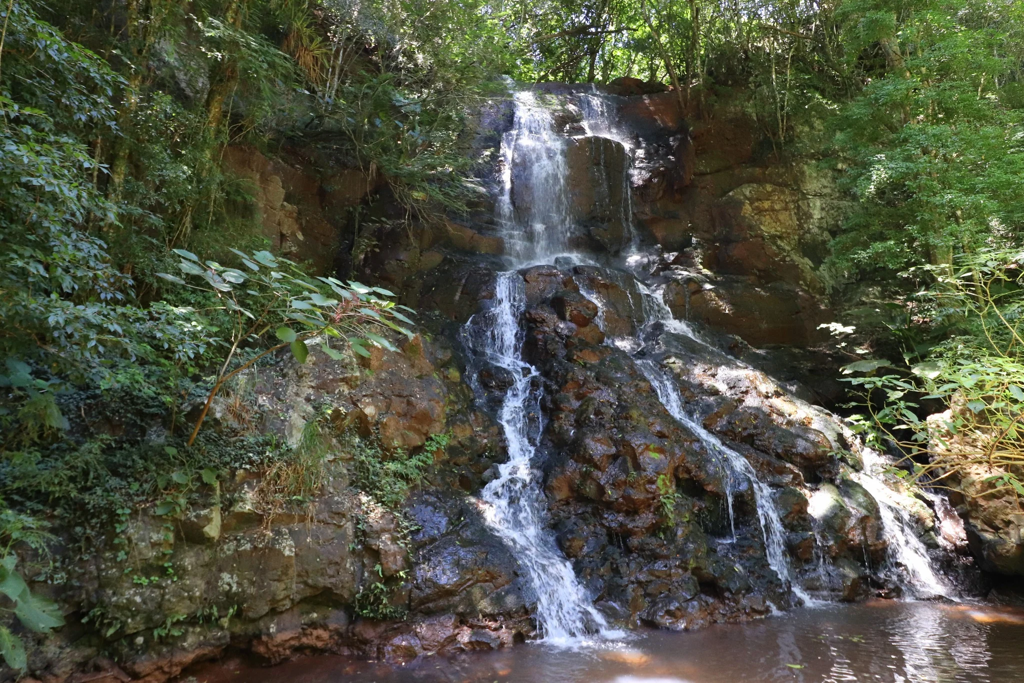 Foto do album Jaboticaba