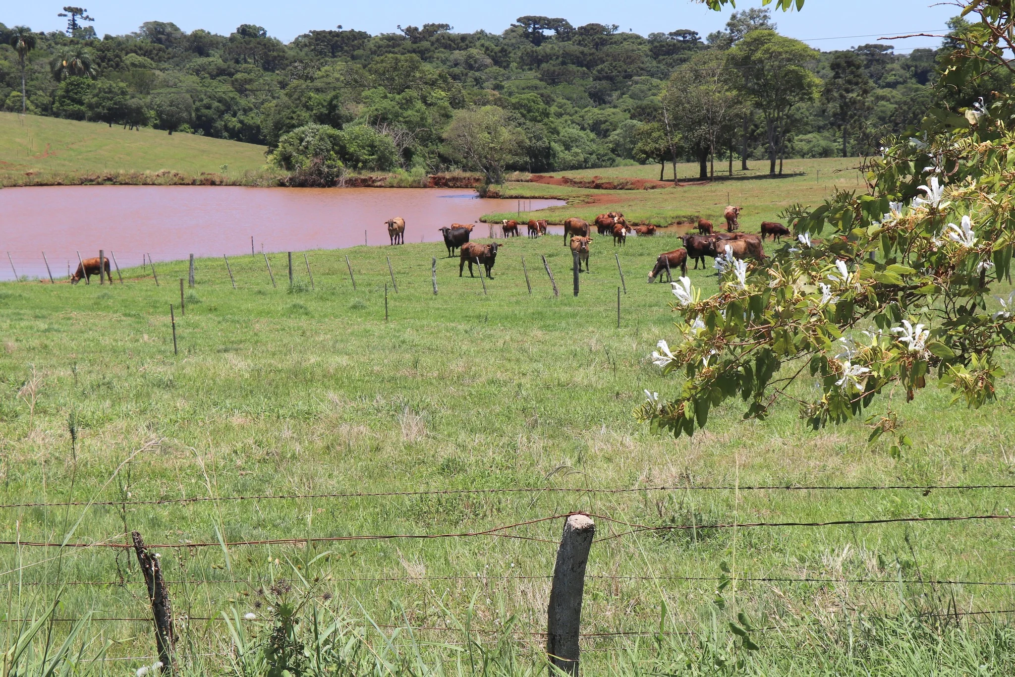 Foto do album Jaboticaba