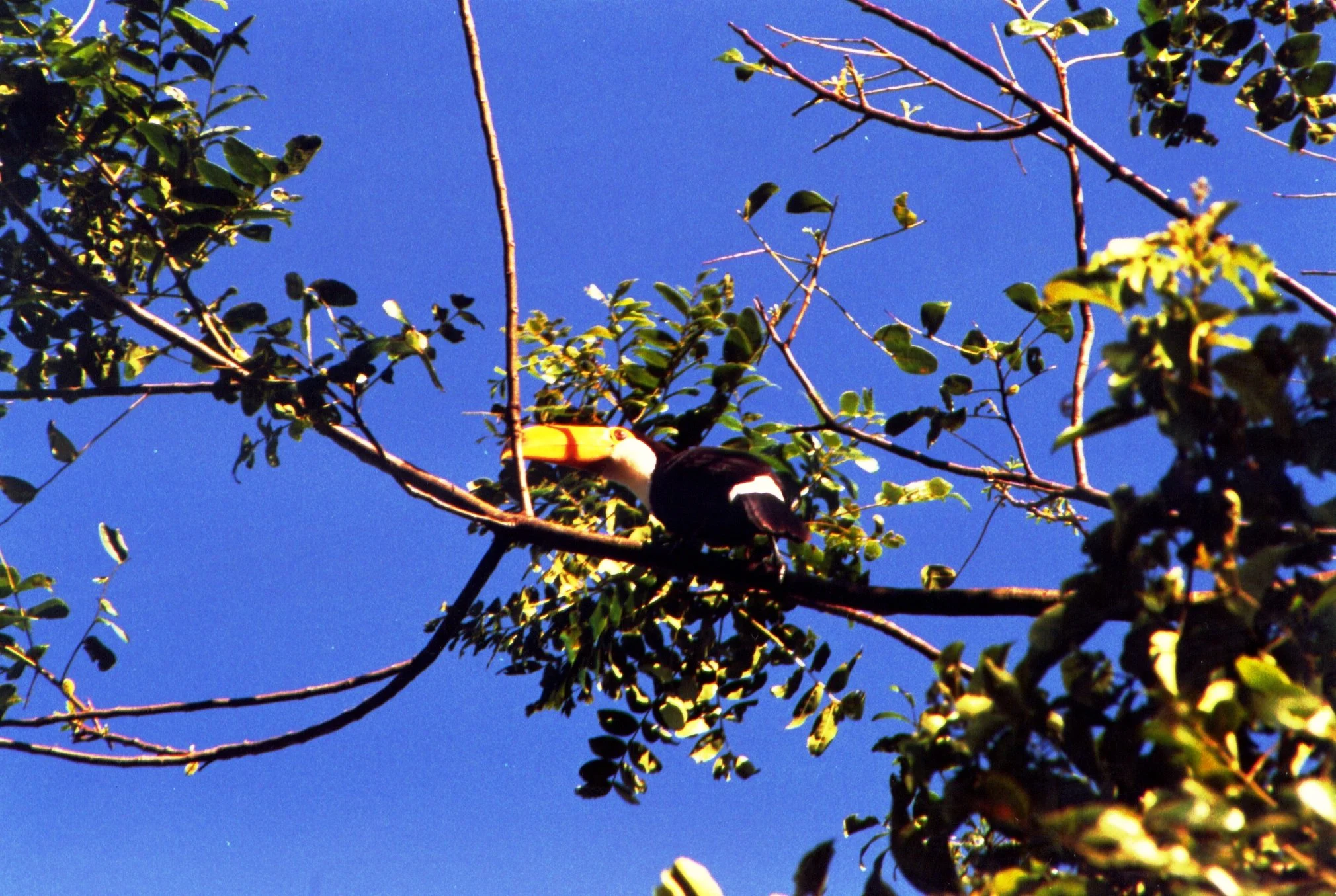 Tucano flagrado no trajeto para o Buraco das Araras