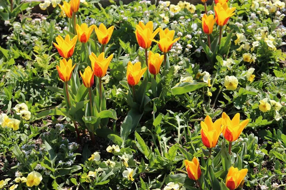 Na primavera, as flores ajudam a embelezar a cidade