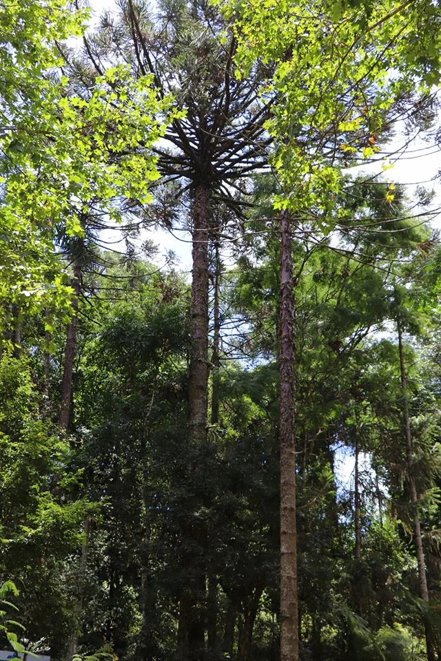 Foto do album Lindóia do Sul