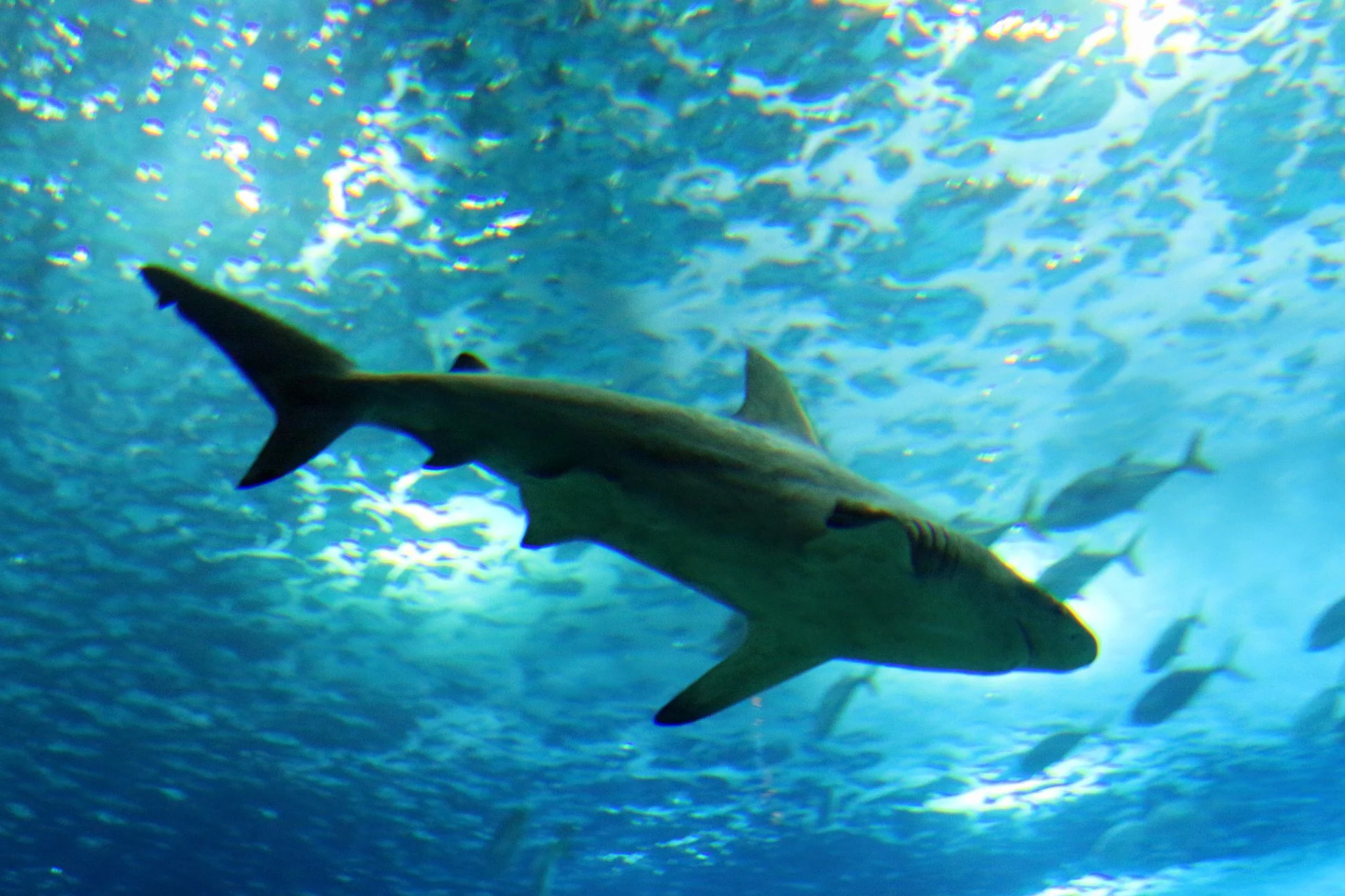 Oceanário