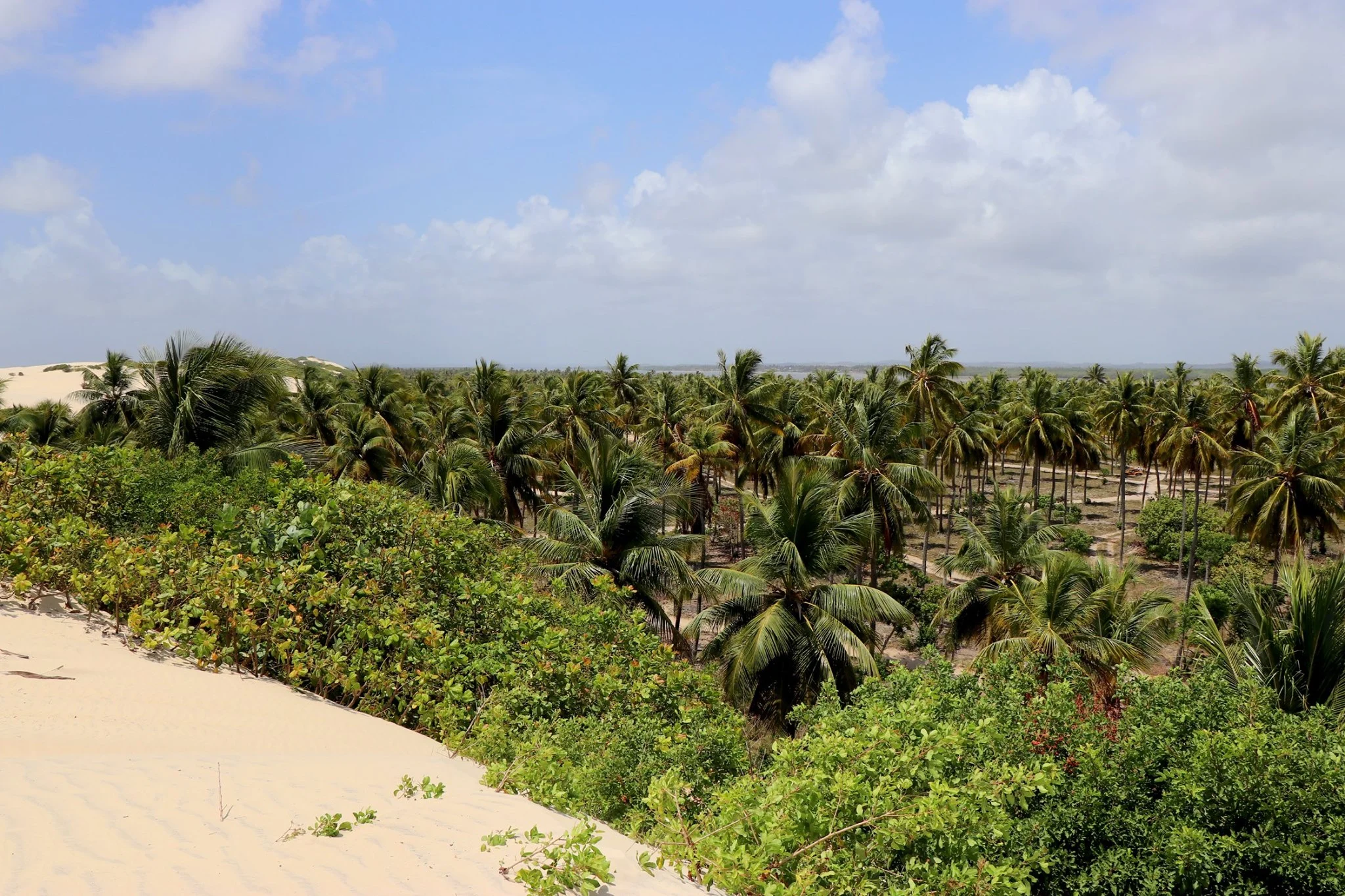 Foto do album Mangue Seco
