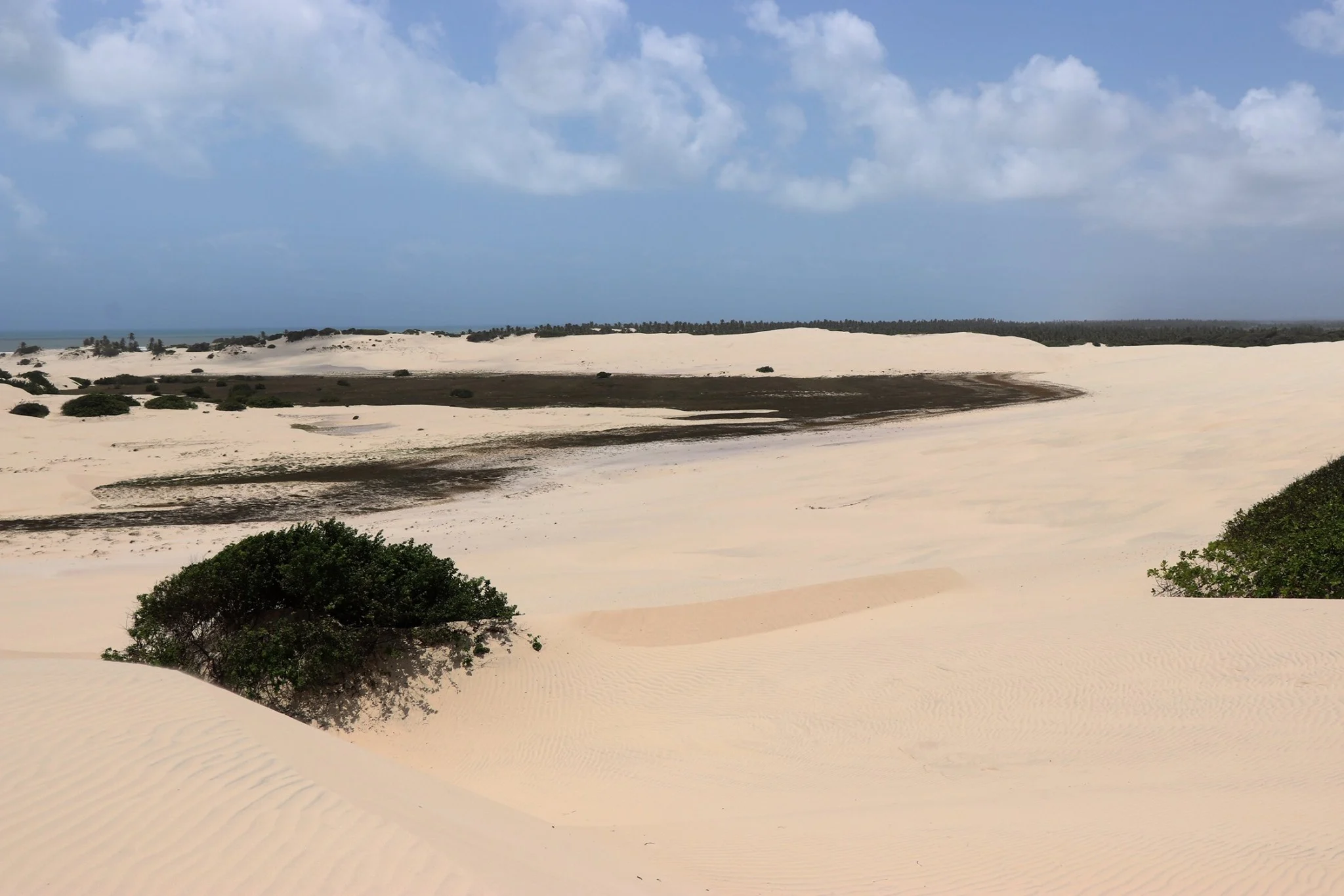 Foto do album Mangue Seco