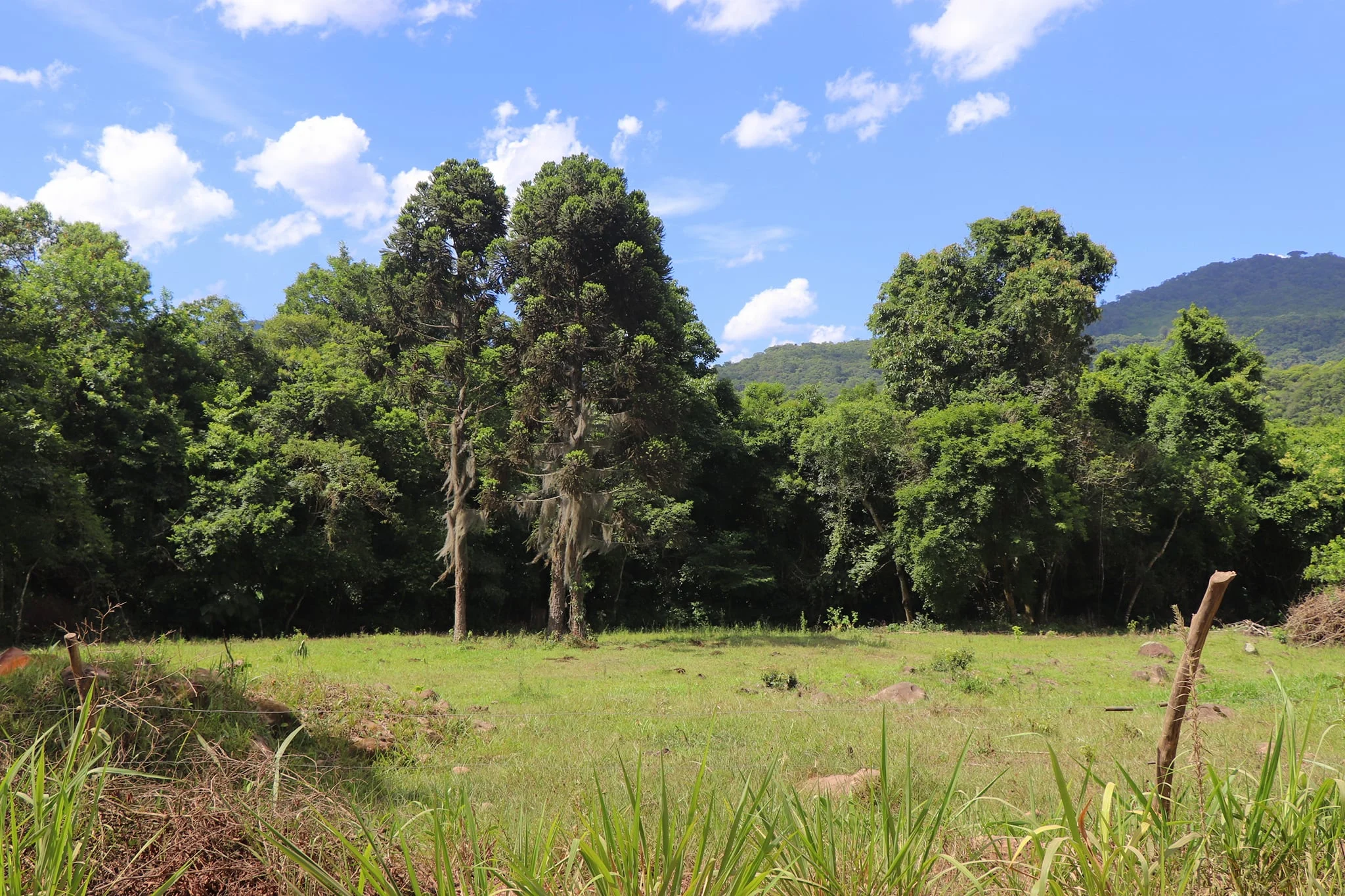 Foto do album Maquiné