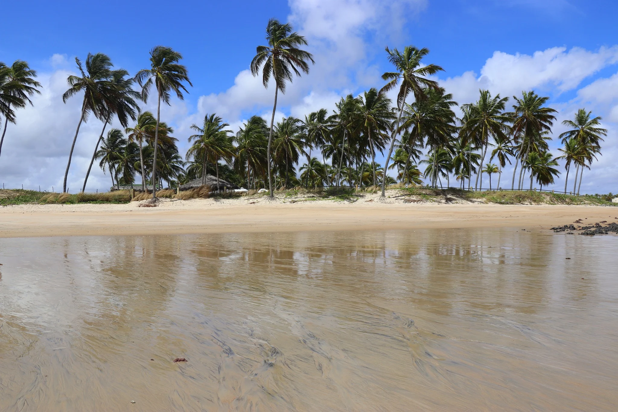 Foto do album Maracajaú