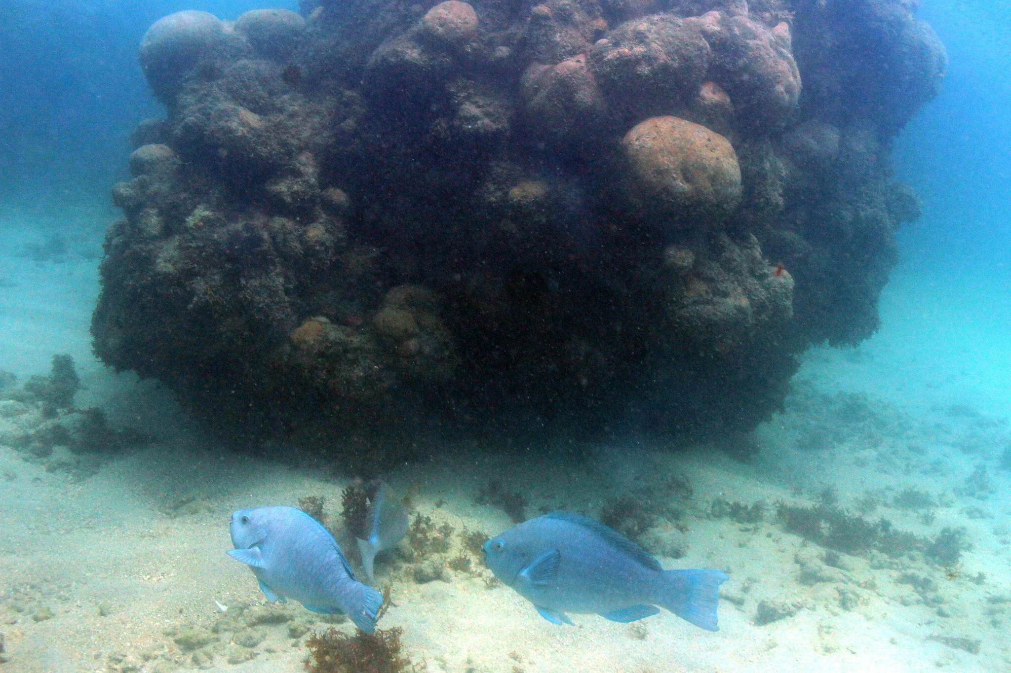 Foto do album Maracajaú Subaquático