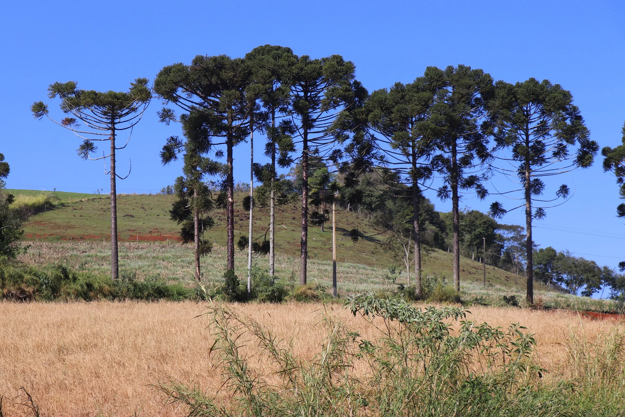 Foto do album Mariópolis