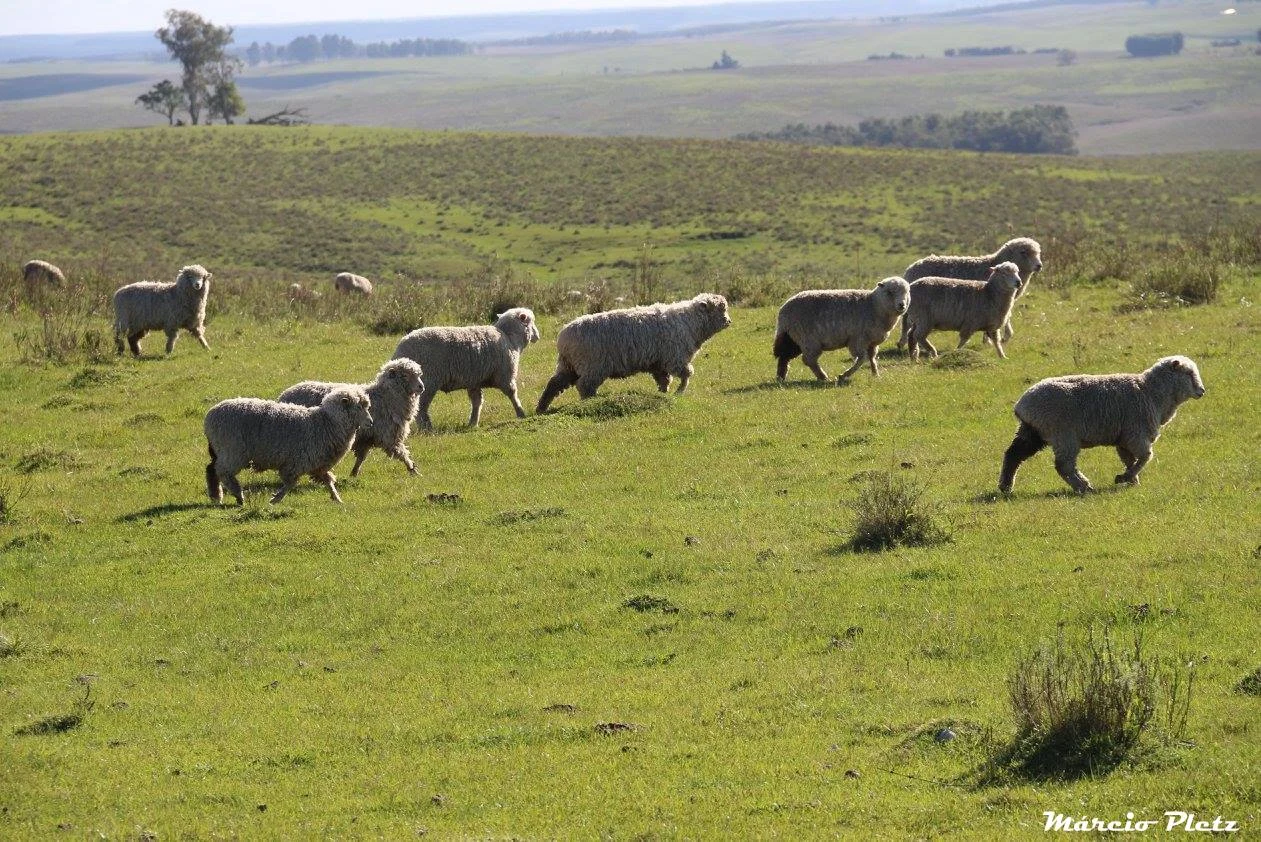 Ovelhas estão entre os animais criados na região.