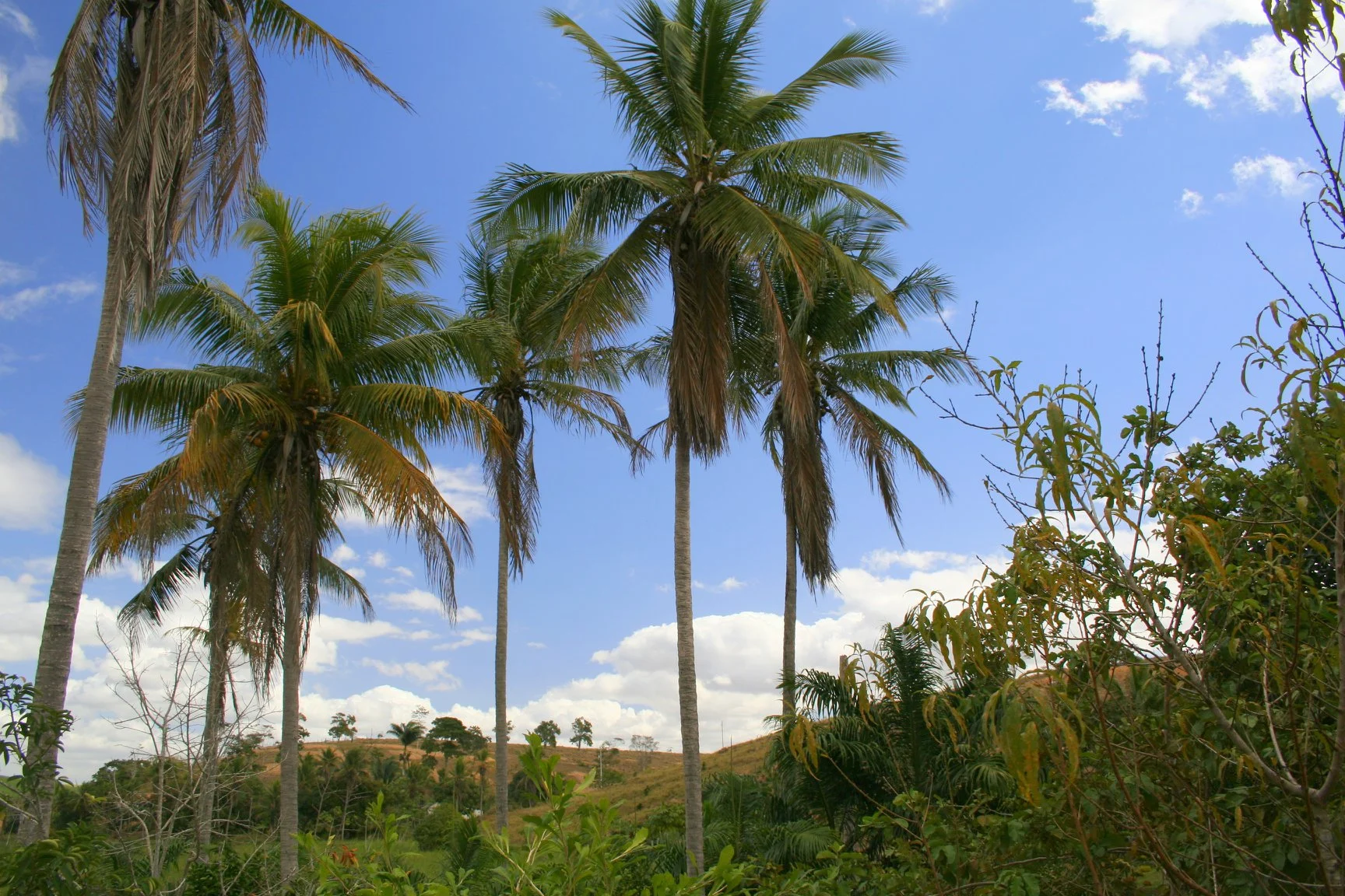 Foto do album Nova Venécia