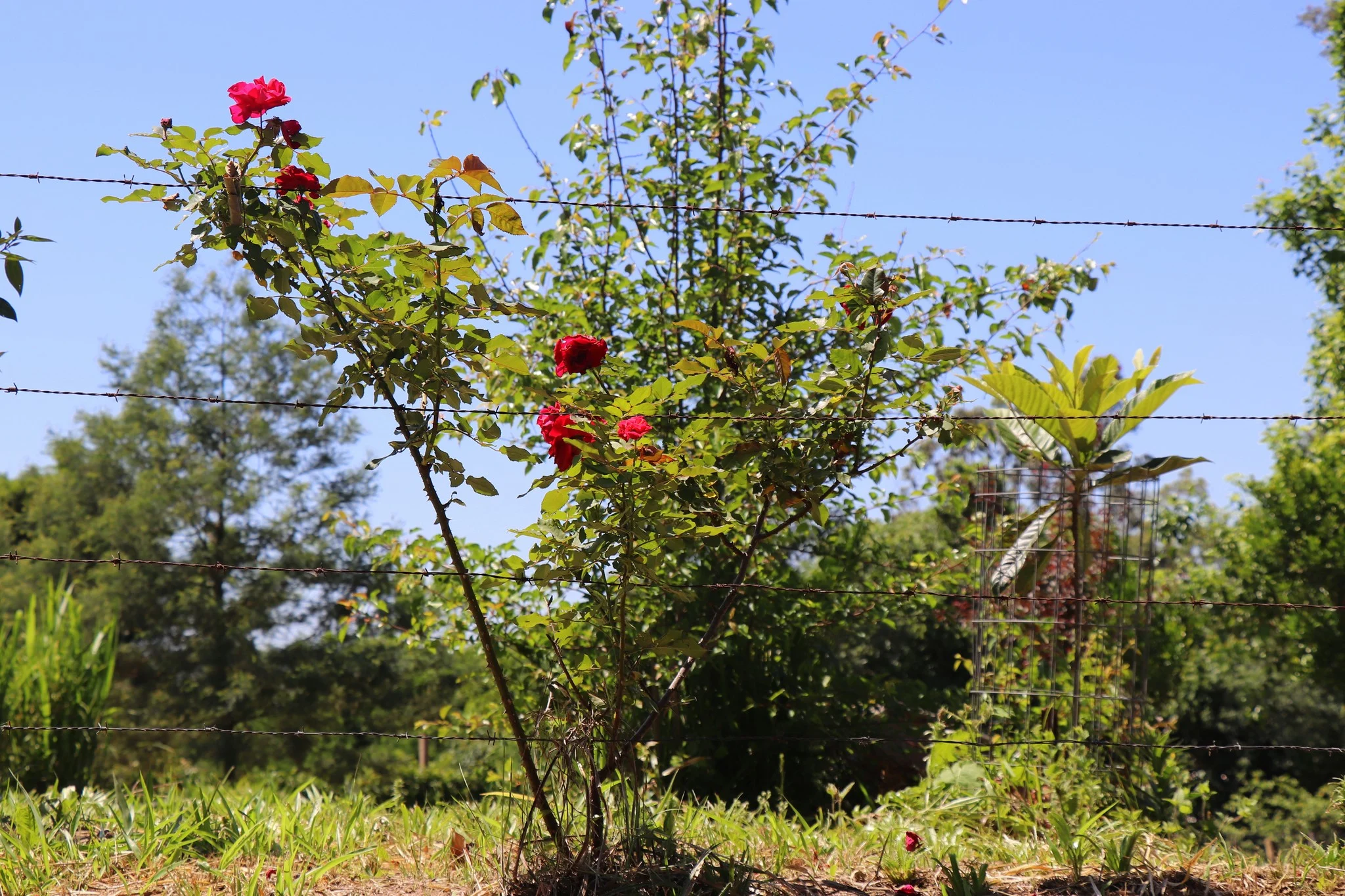 Foto do album Parobé