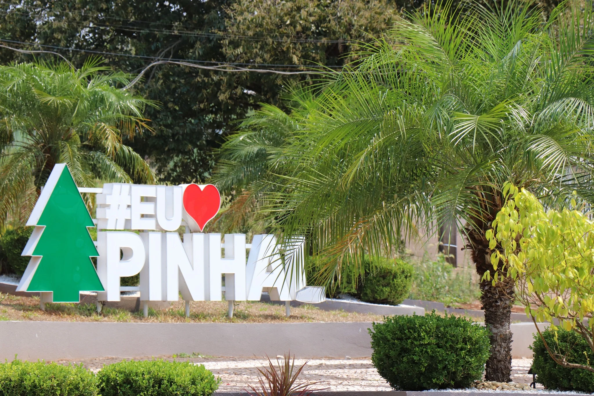 Foto do album Pinhal