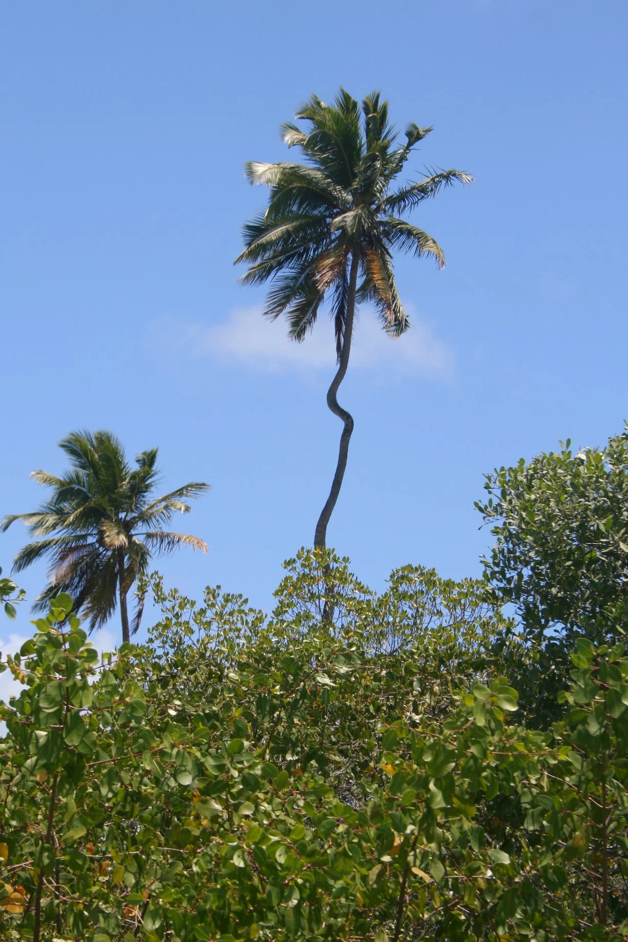 Foto do album Porto de Galinhas