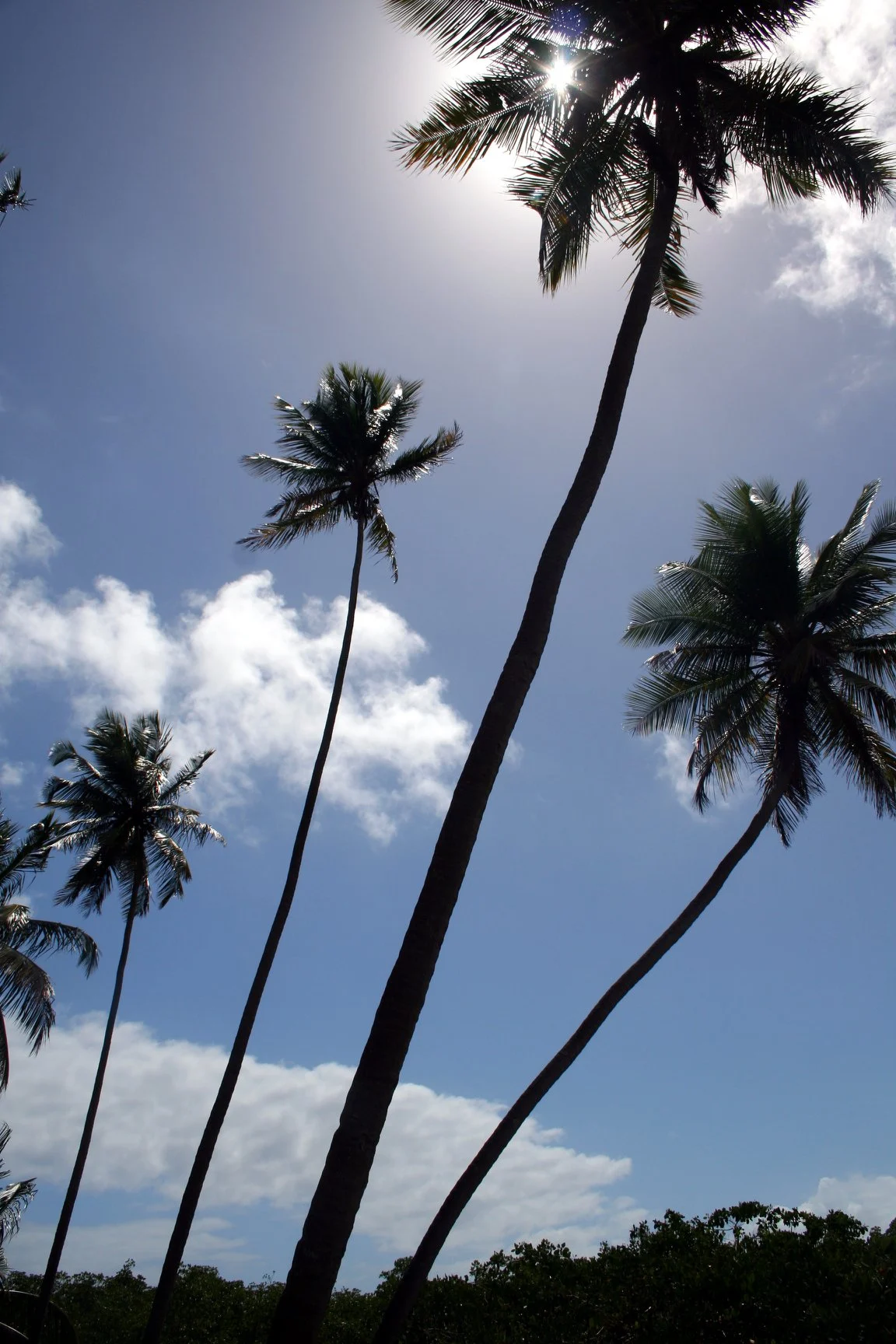 Foto do album Praia dos Carneiros