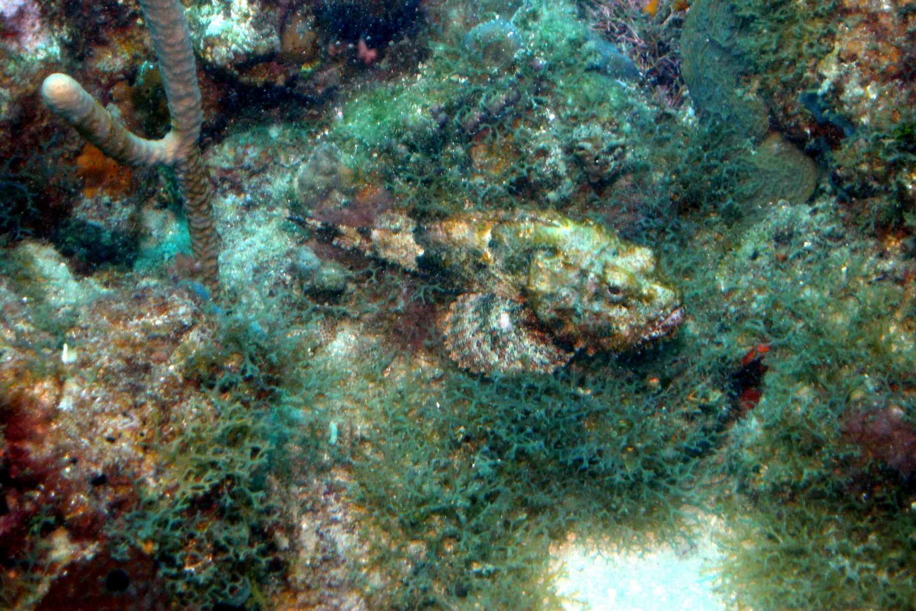 Foto do album Punta Cana Subaquático