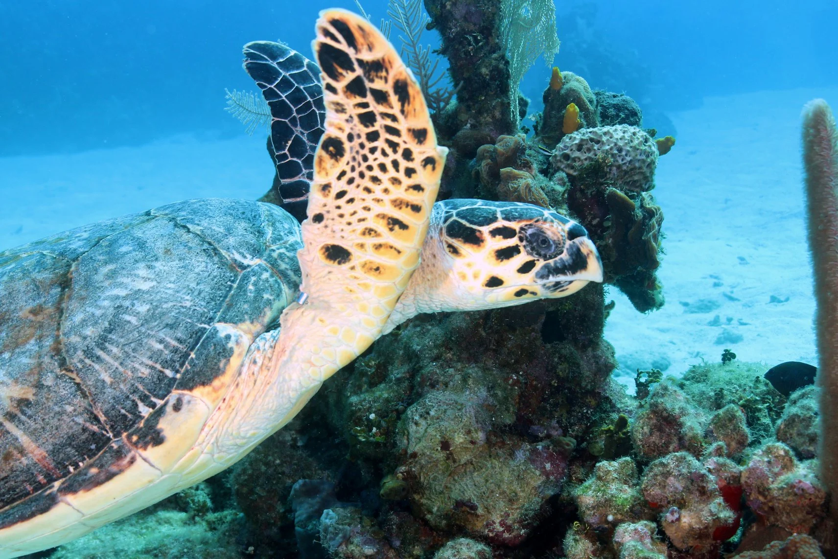 Foto do album Roatán Subaquático