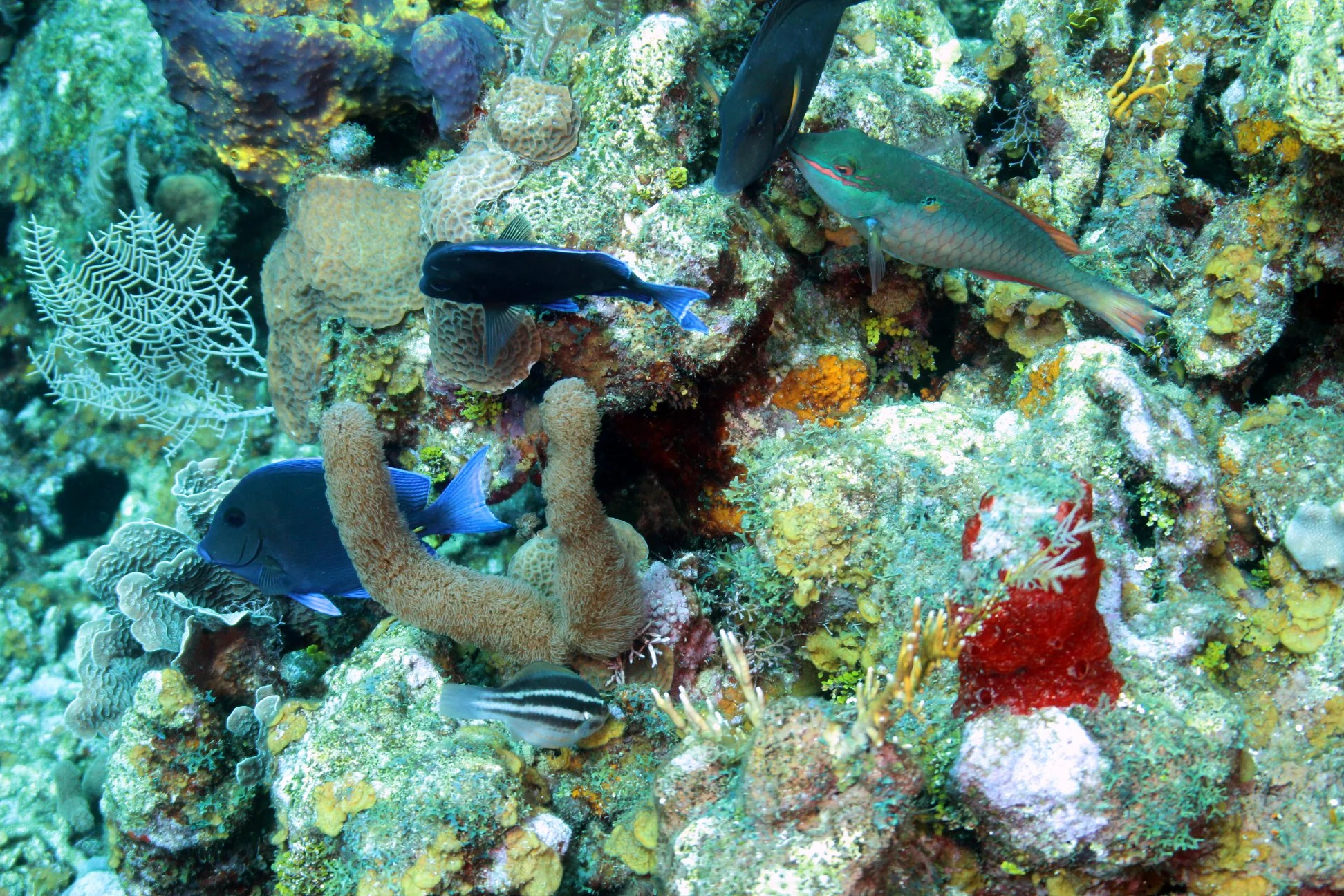 Foto do album Roatán Subaquático