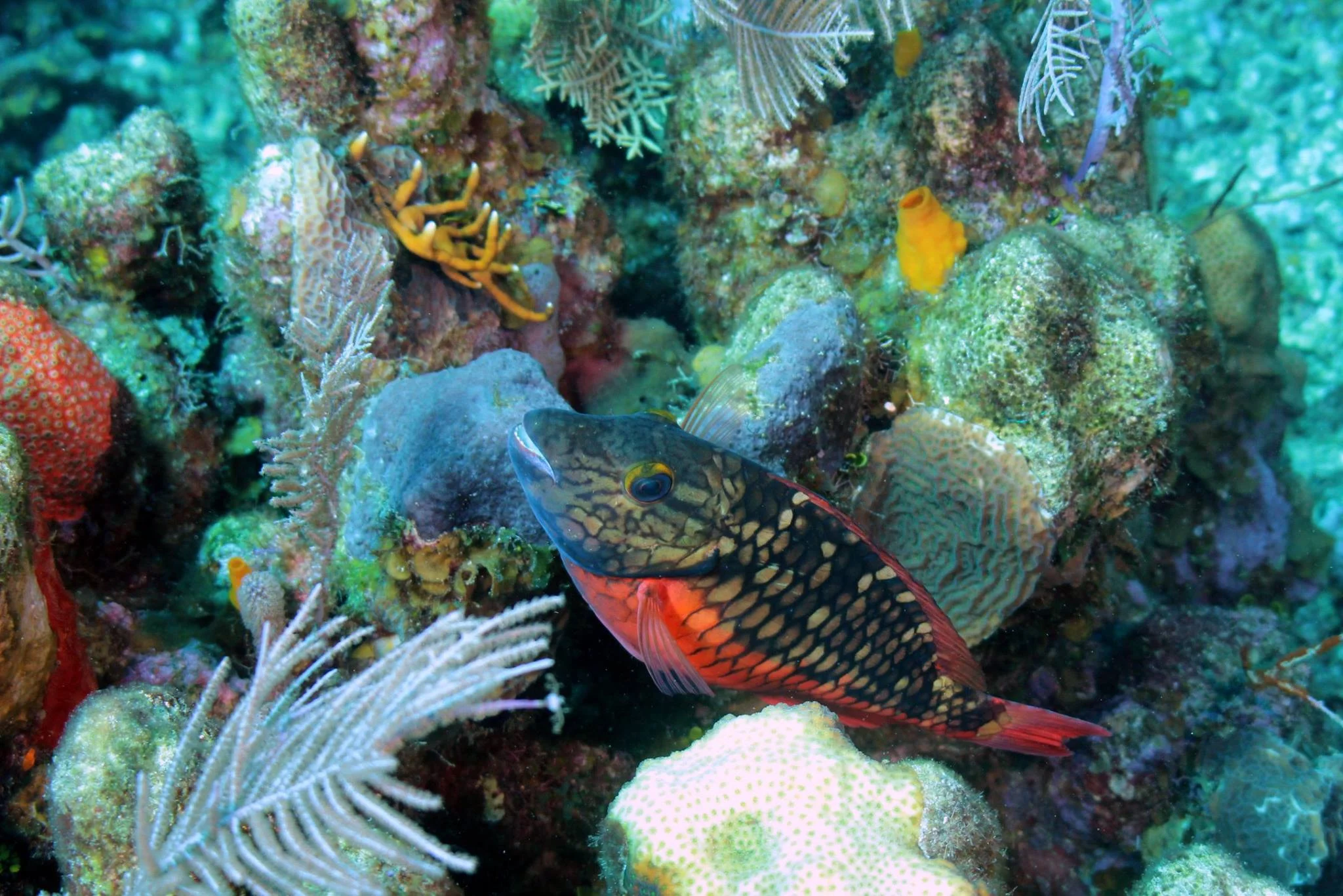 Foto do album Roatán Subaquático
