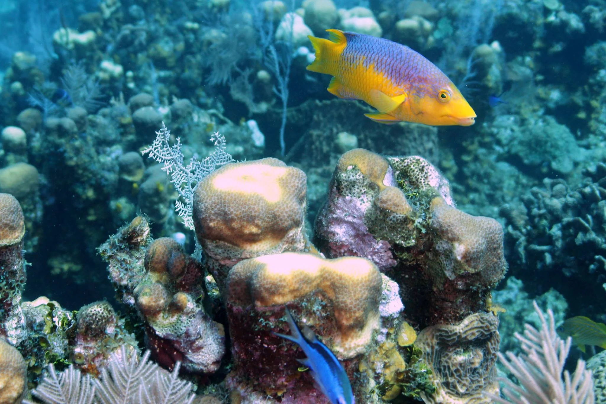 Foto do album Roatán Subaquático