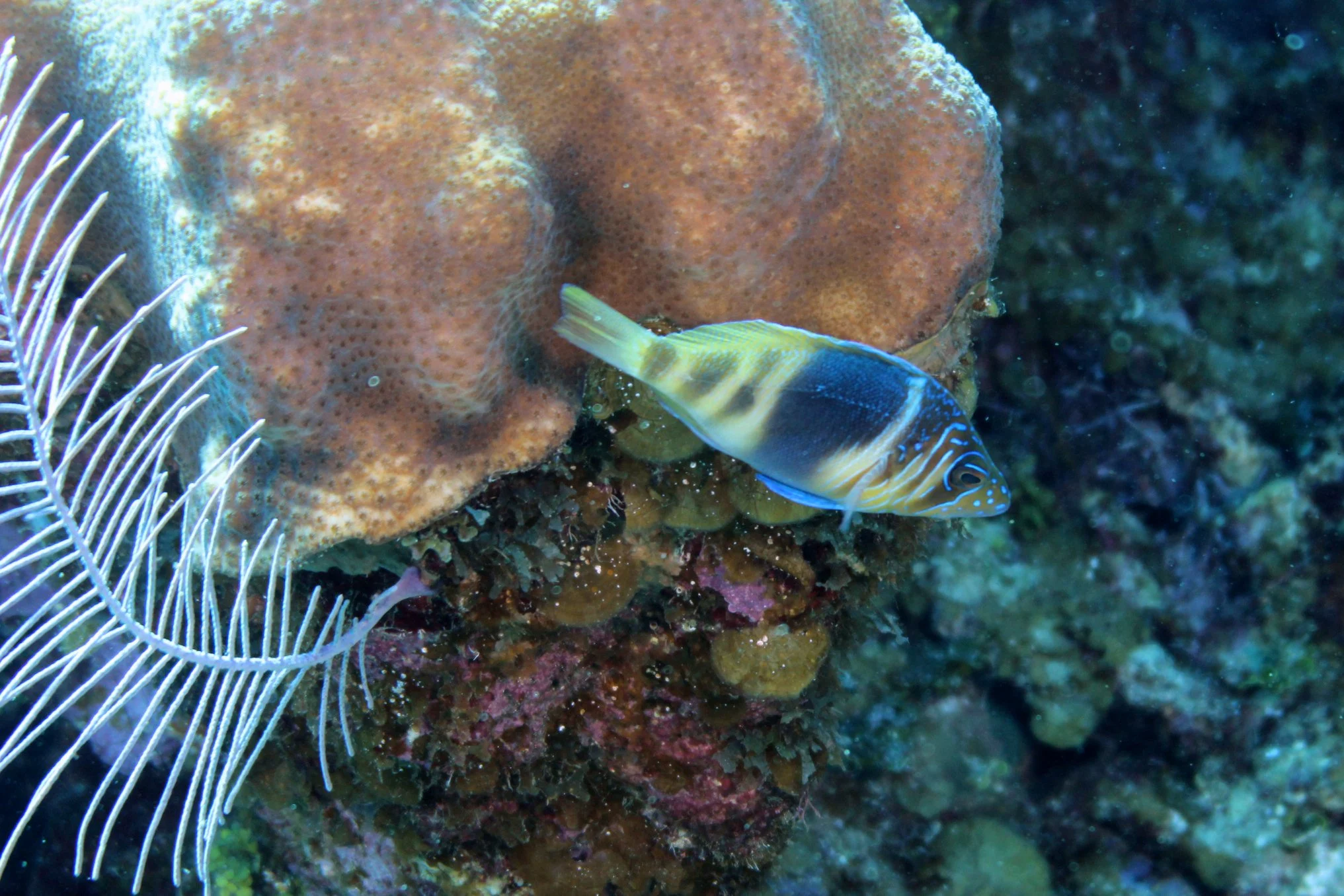 Foto do album Roatán Subaquático